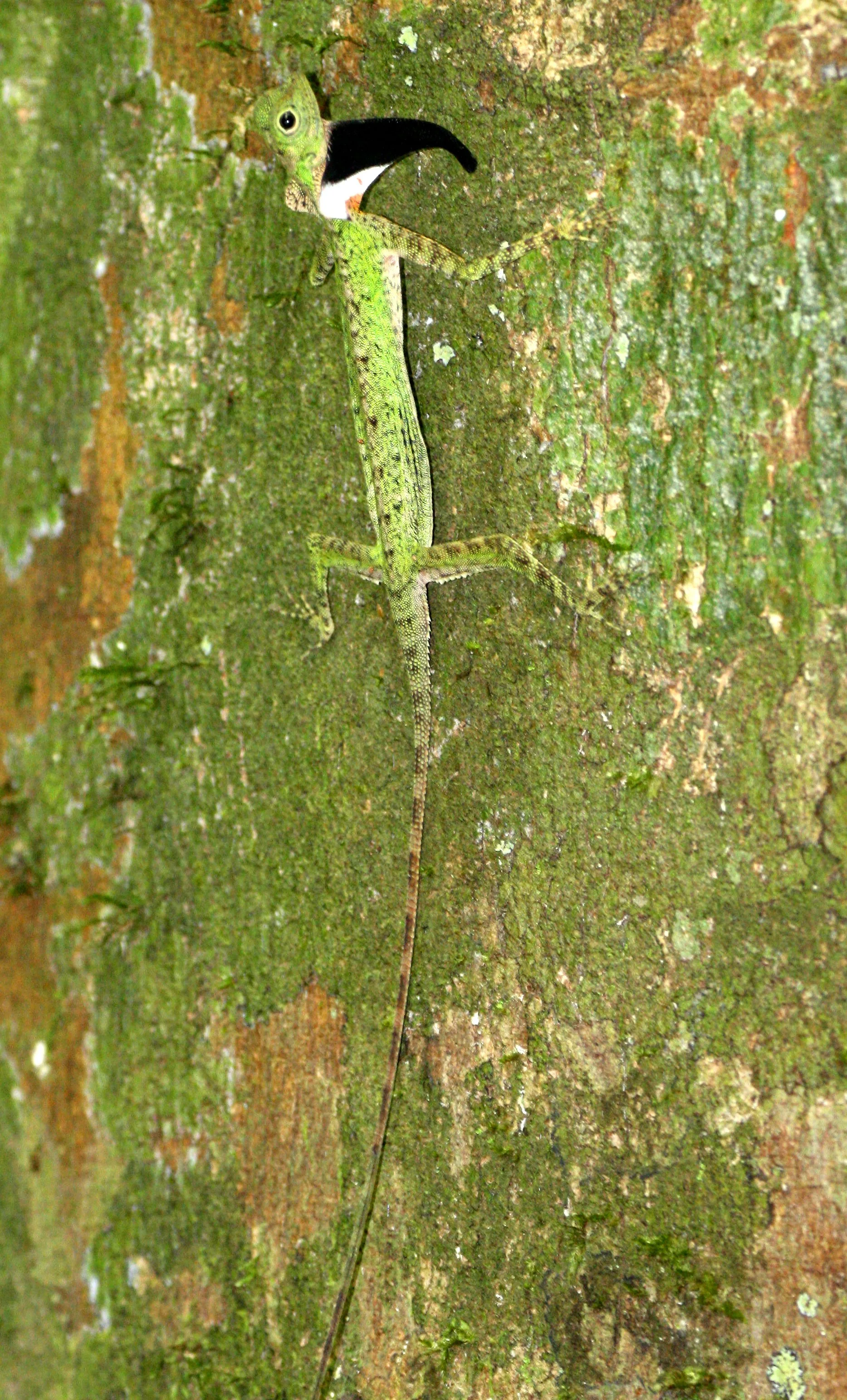 Draco melanopogon - BLACK-BEARDED GLIDING LIZARD - KOH LANTA THAILAND (10).JPG