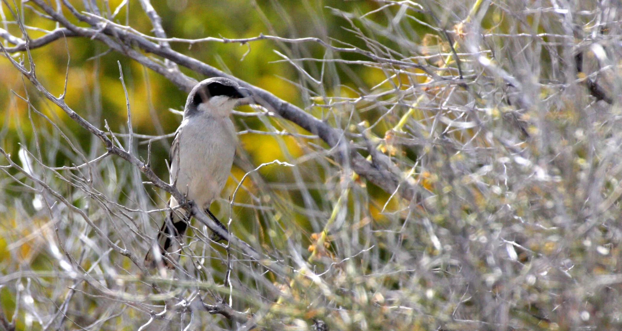 Loggerhead Shrike (Lanius ludovicianus) Isla Catalina Baja Mexico (12).JPG