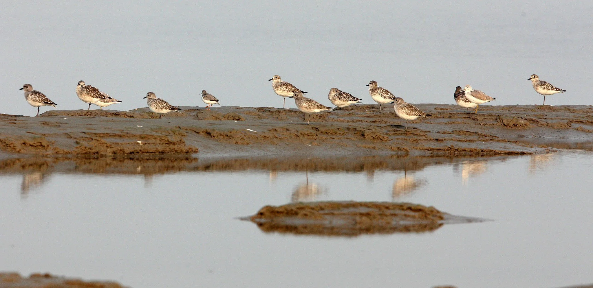 BIRD - GREENSHANK - NOORDMAN'S GREENSHANK WITH GREY PLOVERS - NANKOU, RUDONG, CHINA (4).JPG