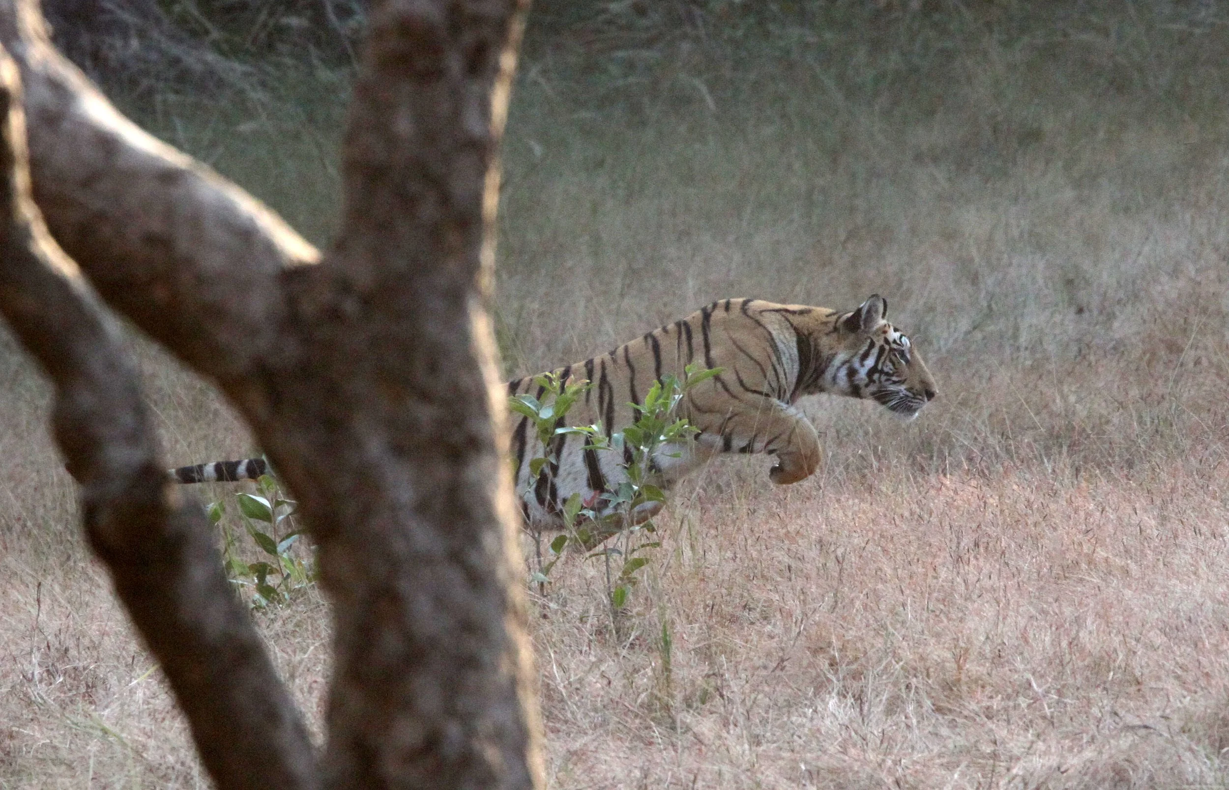 Panthera tigris tigris - BENGAL TIGER - BANDHAVGAR NATIONAL PARK MADHYA PRADESH INDIA (81).JPG