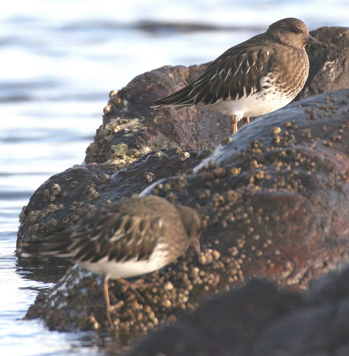 BIRD - TURNSTONE - BLACK TURNSTONE - PA HARBOR (30).jpg