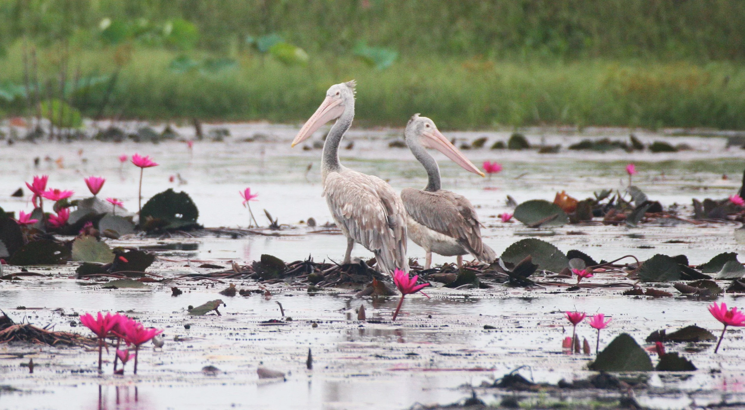 PELICAN - SPOT-BILLED PELICAN - Pelecanus philippensis - BUENG BORAPHET THAILAND (13).JPG