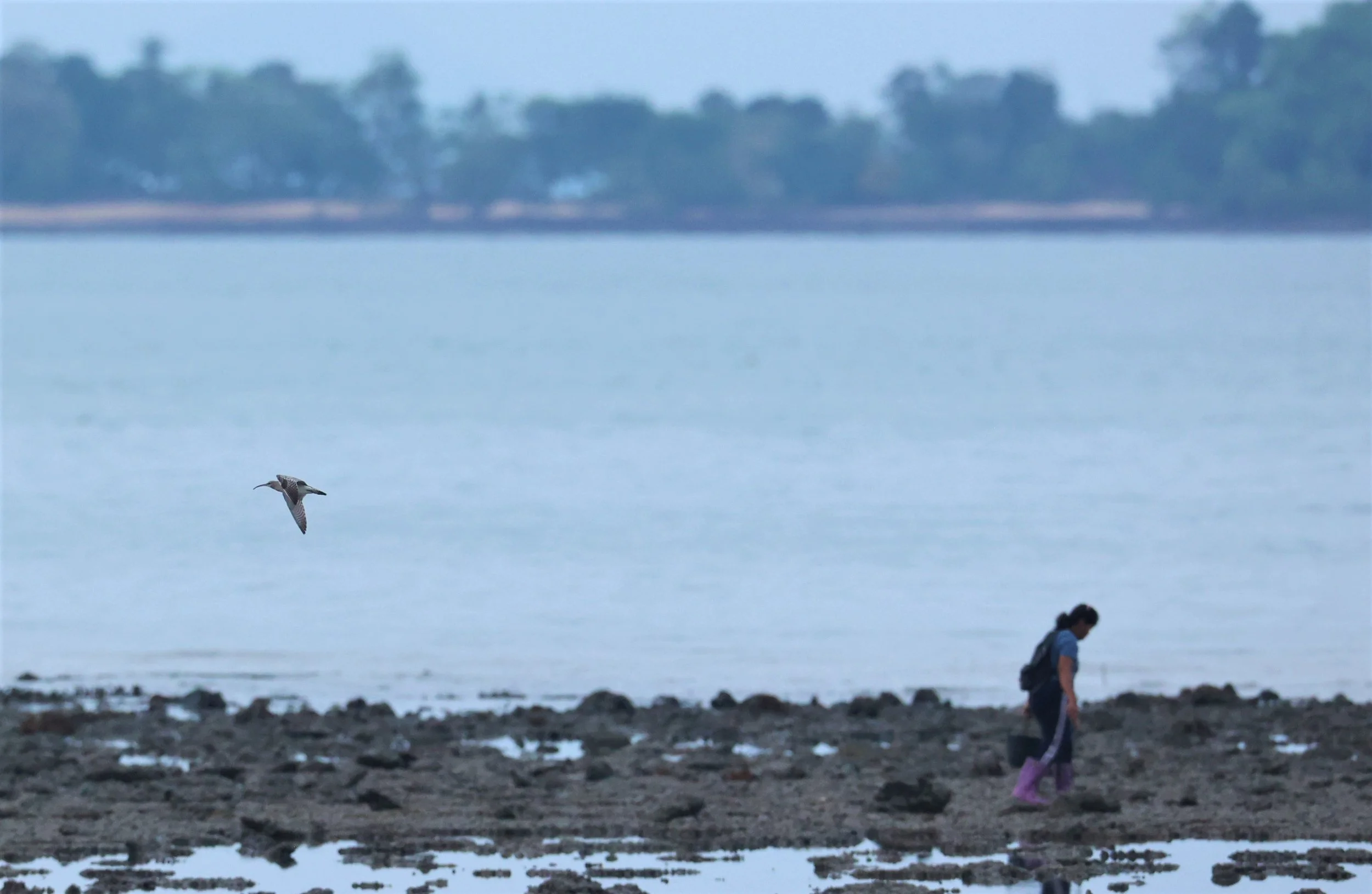 WHIMBREL - Numenius phaeopus - KOH LANTA SONGKRAN 2022  (2).jpg