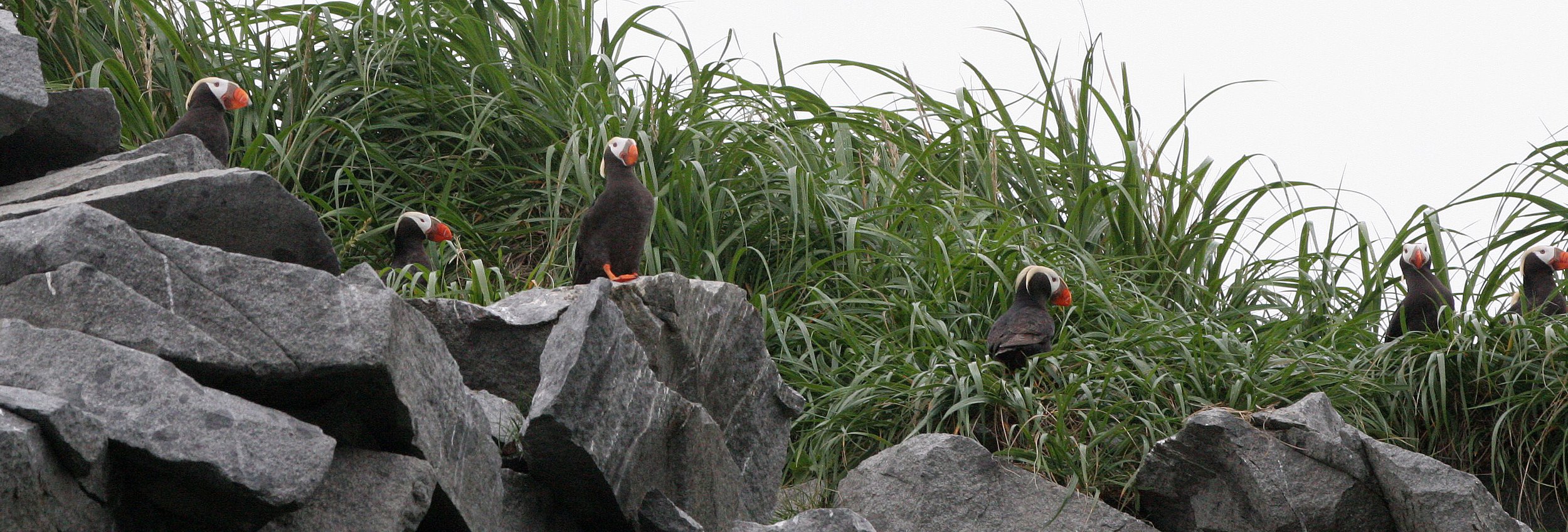 Fratercula cirrhata - TUFTED PUFFIN - COAST OF KAMCHATKA (89).jpg