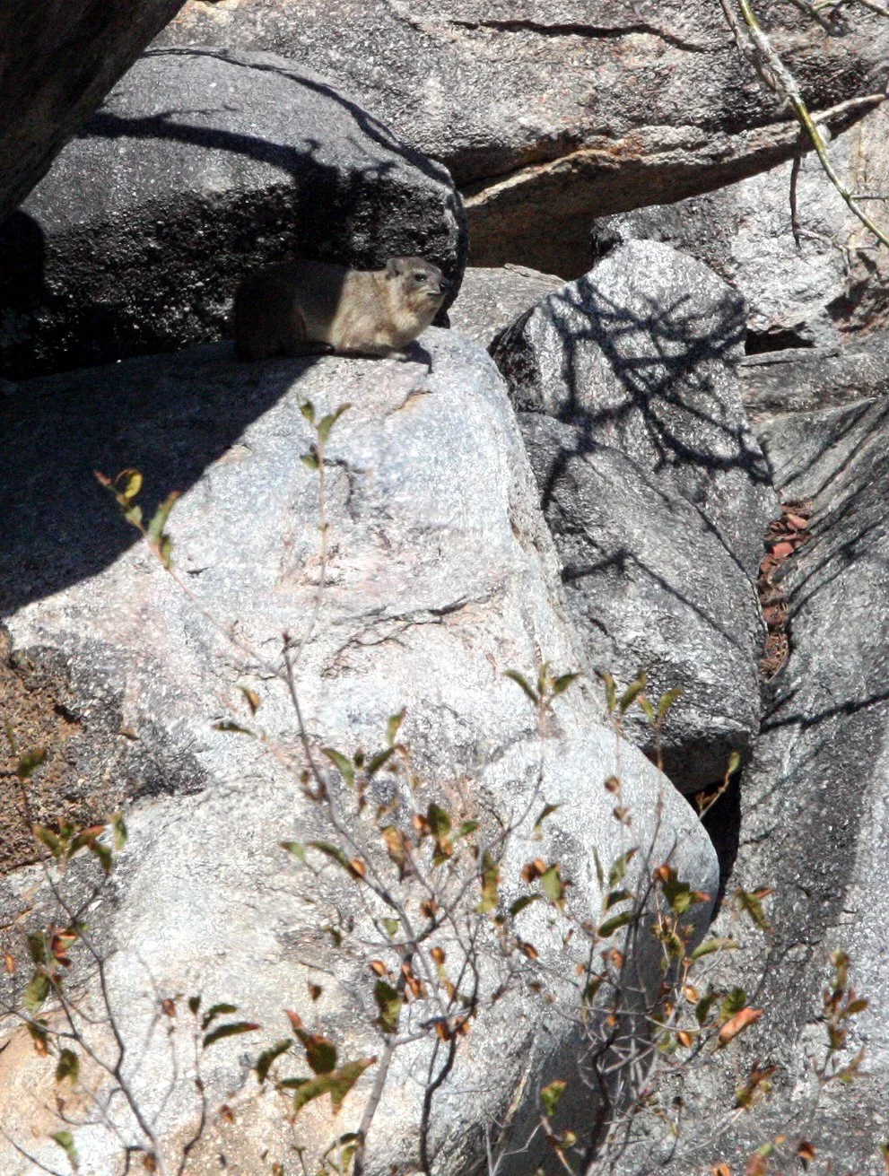 Heterohyrax brucei - YELLOW-SPOTTED RUSH HYRAX - EASTERN BOTSWANA (11).JPG