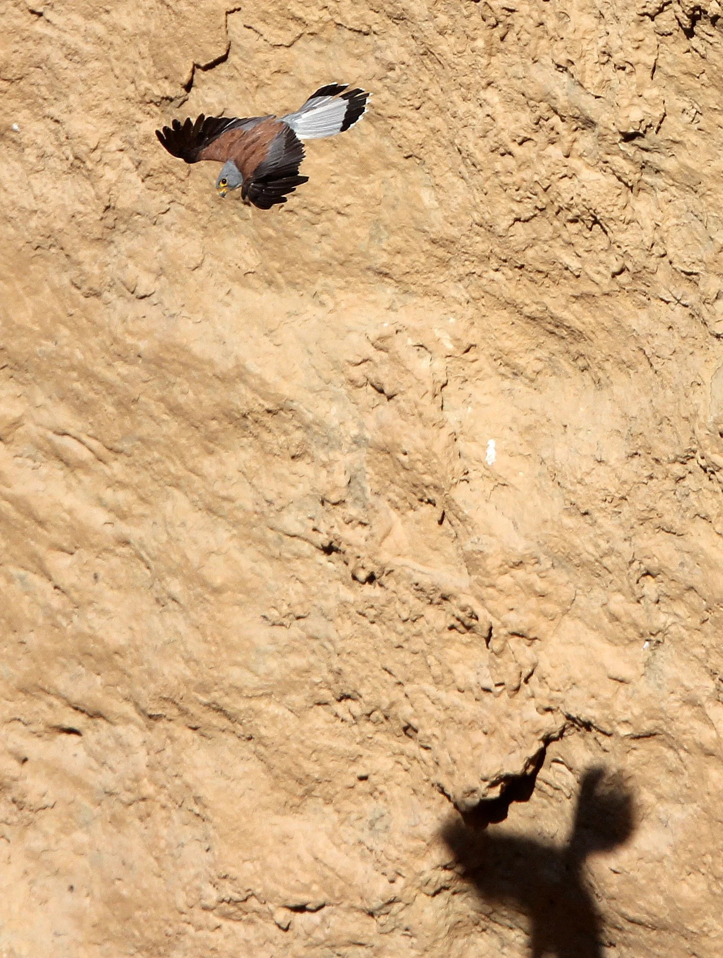 BIRD - KESTREL - RONDA CANYON SPAIN (15).JPG