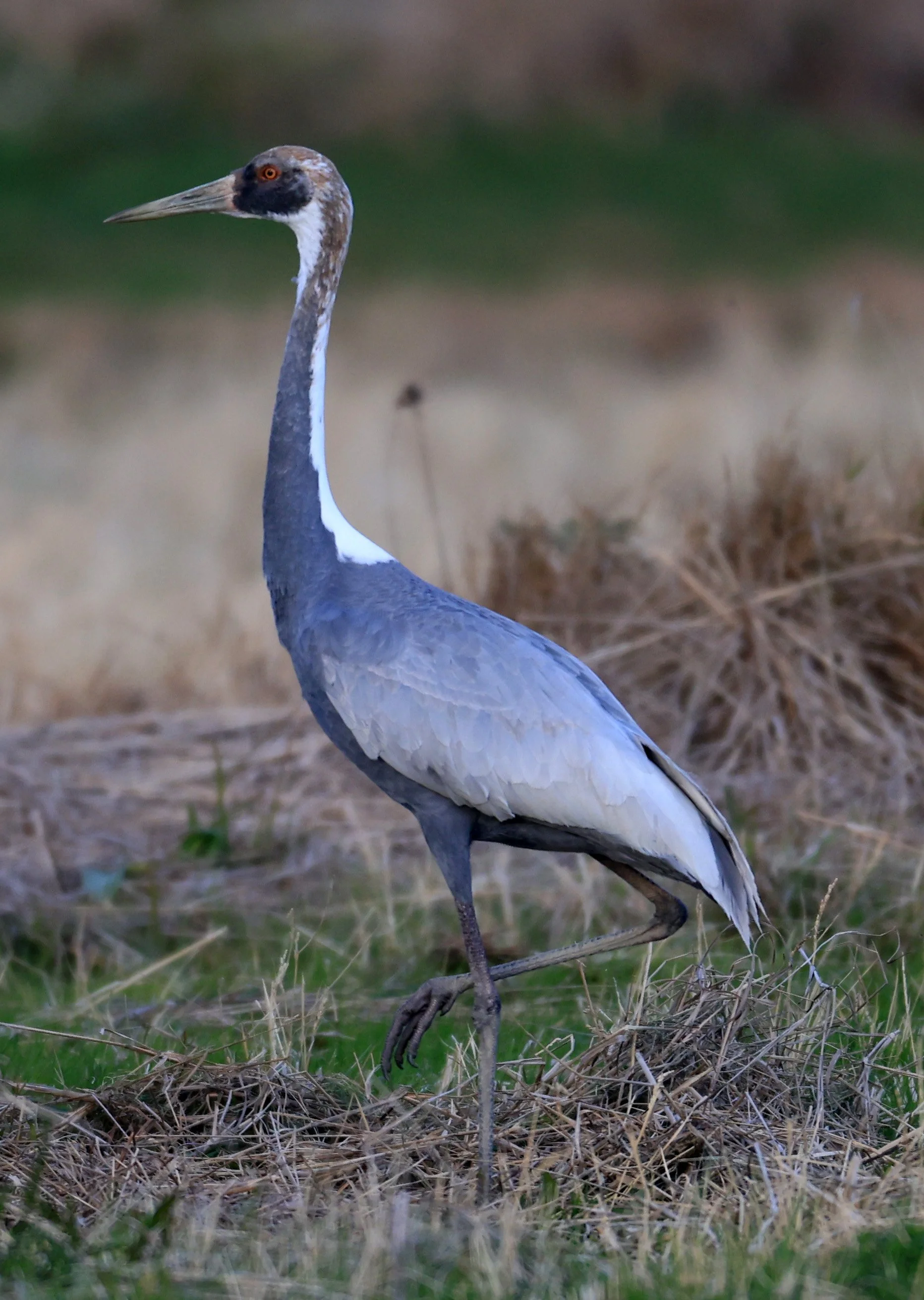 White-naped Crane (Antigone vipio) Izumi Crane Park & Center, Izumi Kagoshima Kyushu Japan (35).jpg