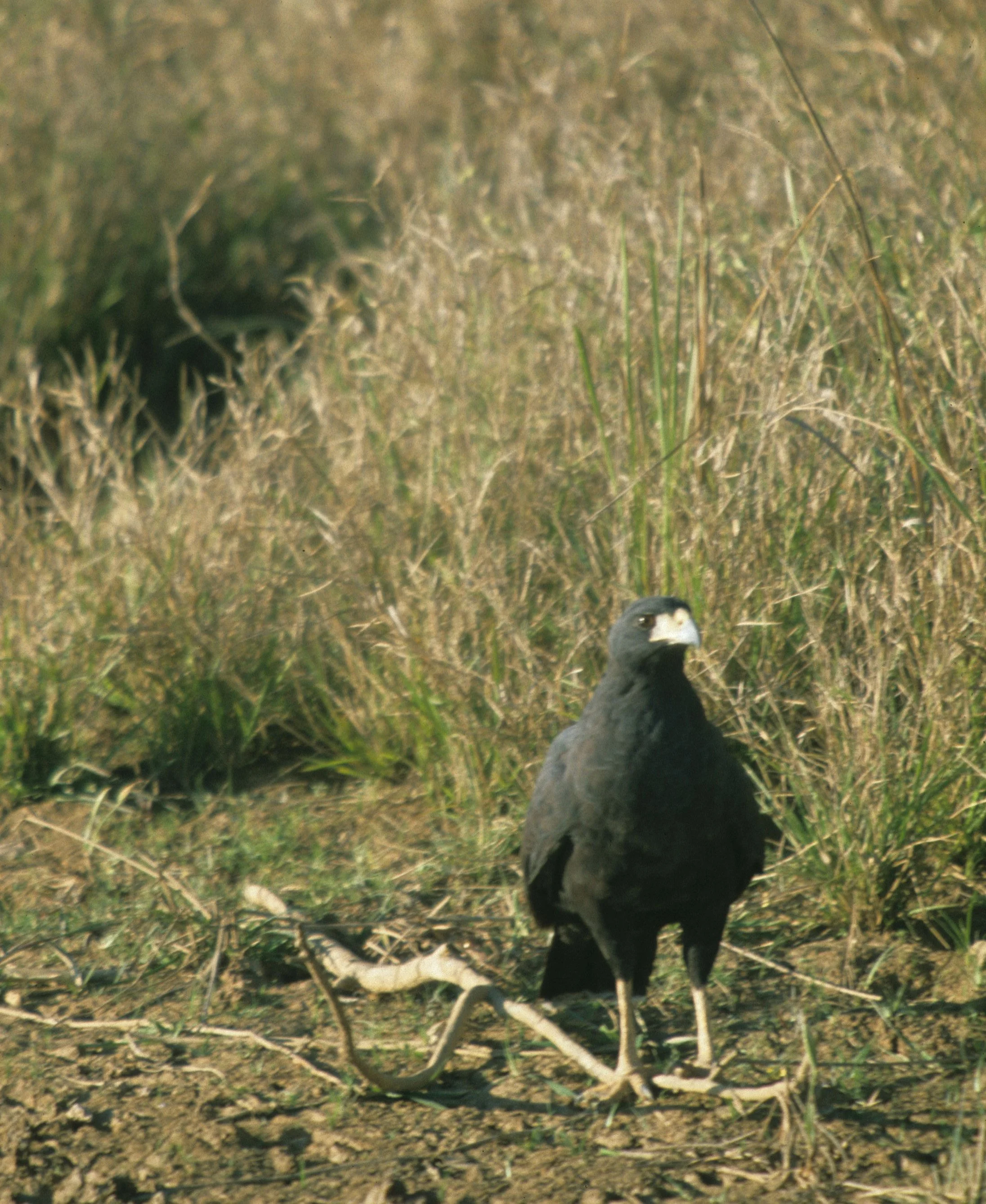 Buteogallus urubitinga - GREAT BLACK HAWK - NORTHERN PANTANAL BRAZIL (3).jpg