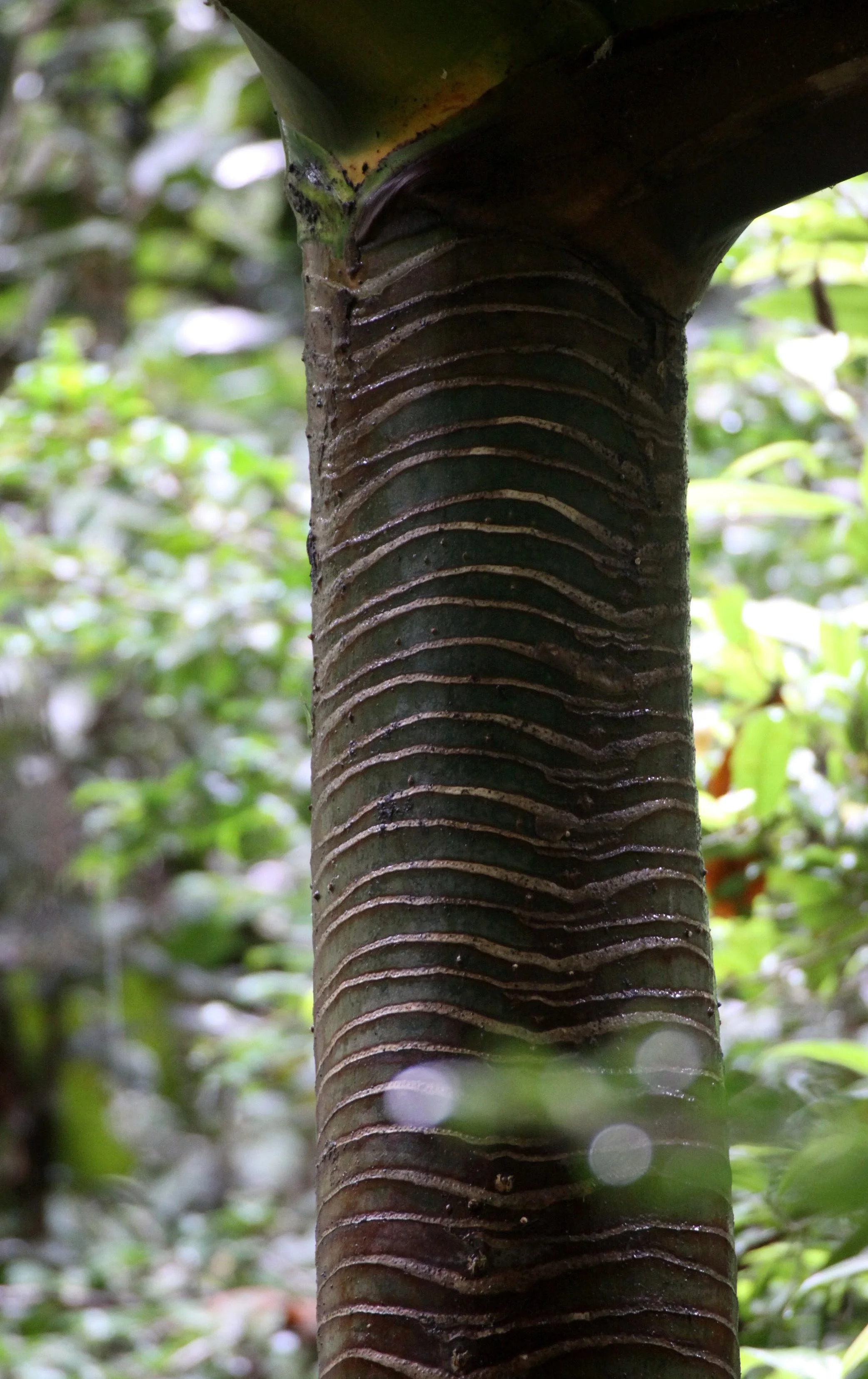 PLANT - PANDANUS SPECIES - ANDISABE NATIONAL PARK MADAGASCAR.JPG