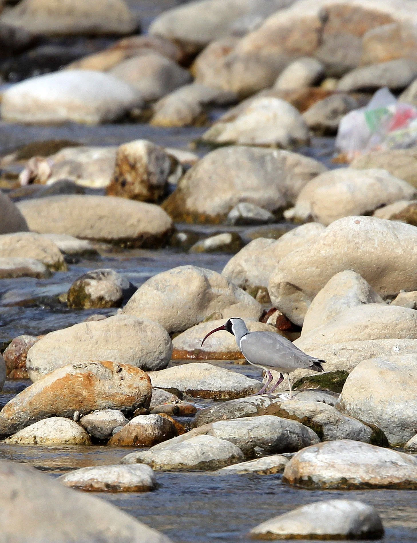 BIRD - IBISBILL - FOPING CITY, SHAANXI CHINA (3).JPG