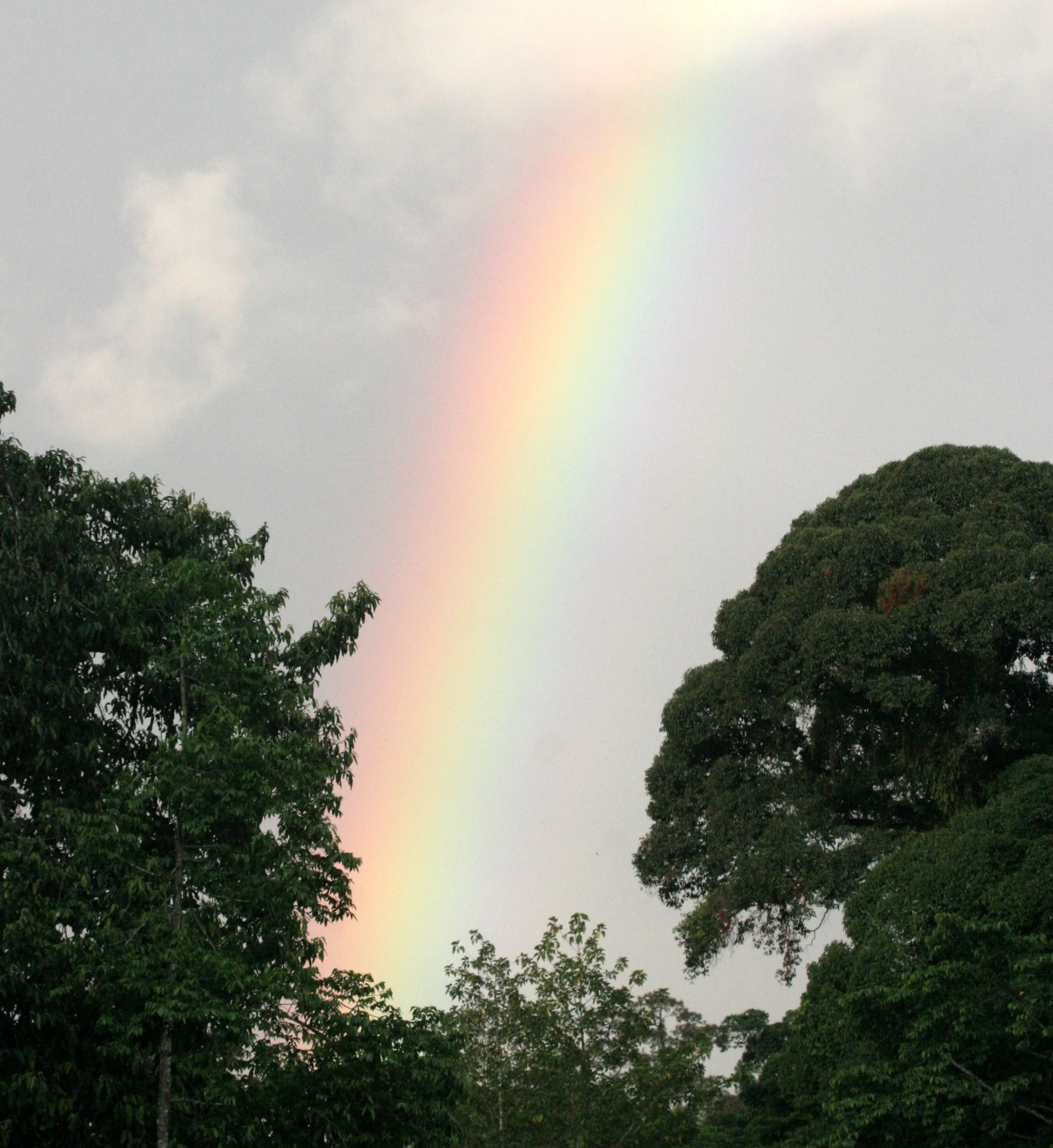 DANUM VALLEY BORNEO - RAINBOW.JPG