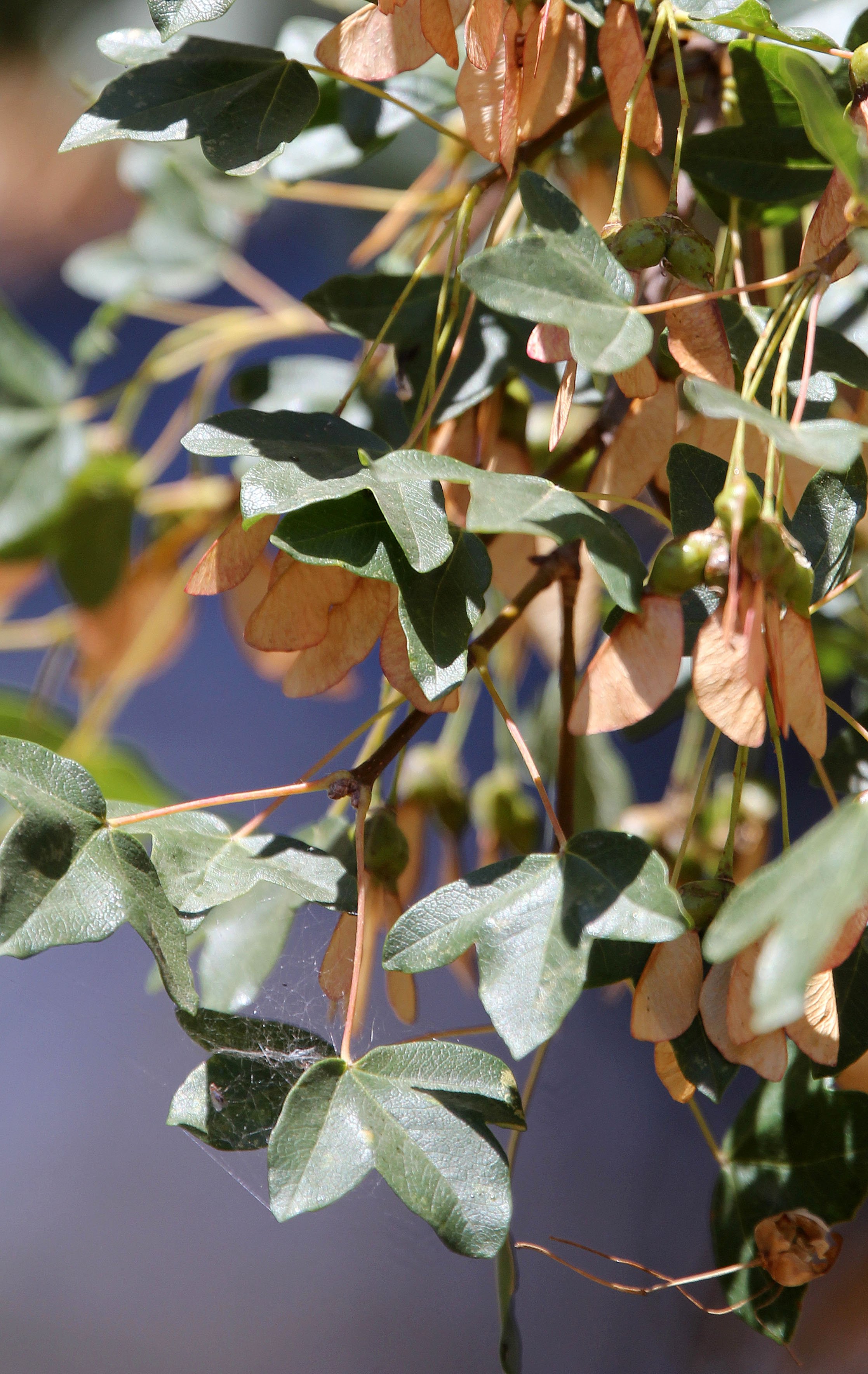 EL TORCAL NATIONAL PARK SPAIN (1).JPG