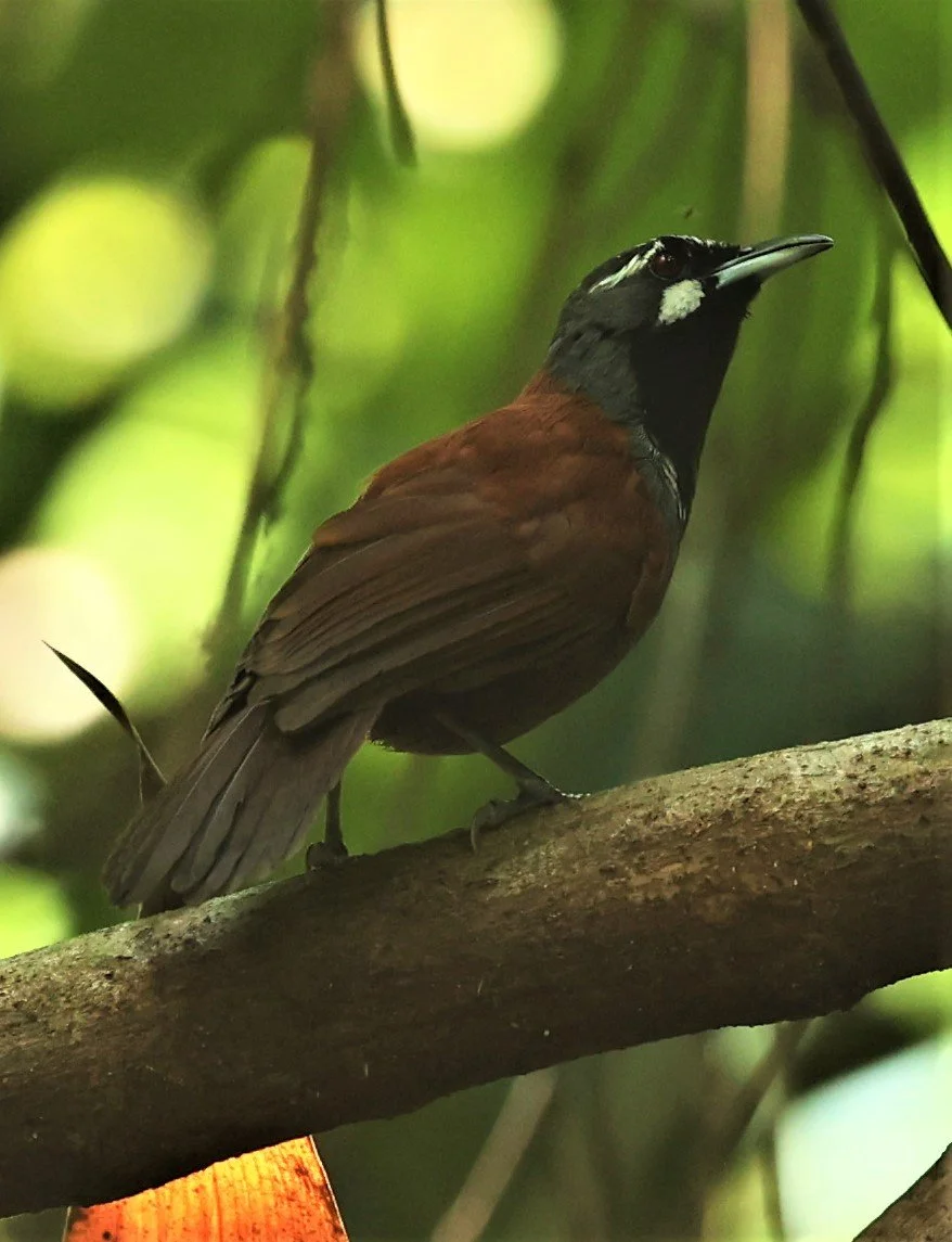 BABBLER- BLACK-THROATED BABBLER - Stachyris nigricollis - KRUNG CHING, KHAO LUANG NP NST, APRIL 2022 (76).jpg