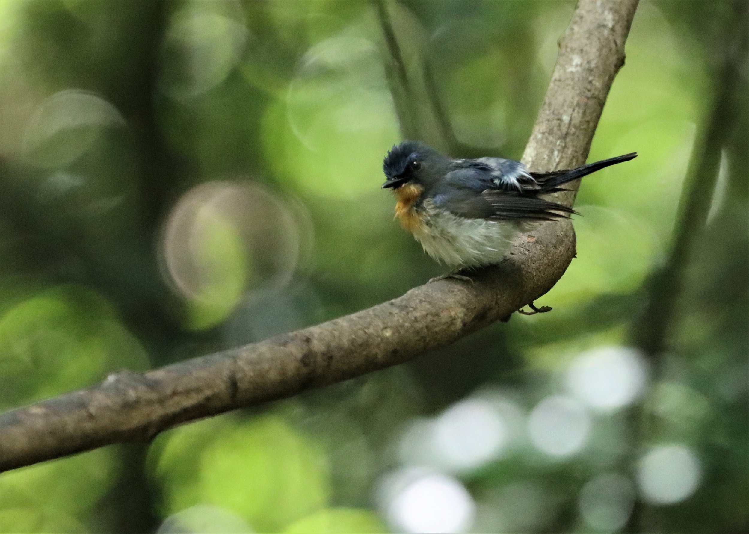 FLYCATCHER - INDOCHINESE BLUE-FLYCATCHER - Cyornis sumatrensis - LUNG SIN HIDE KAENG KRACHAN  (4).jpg