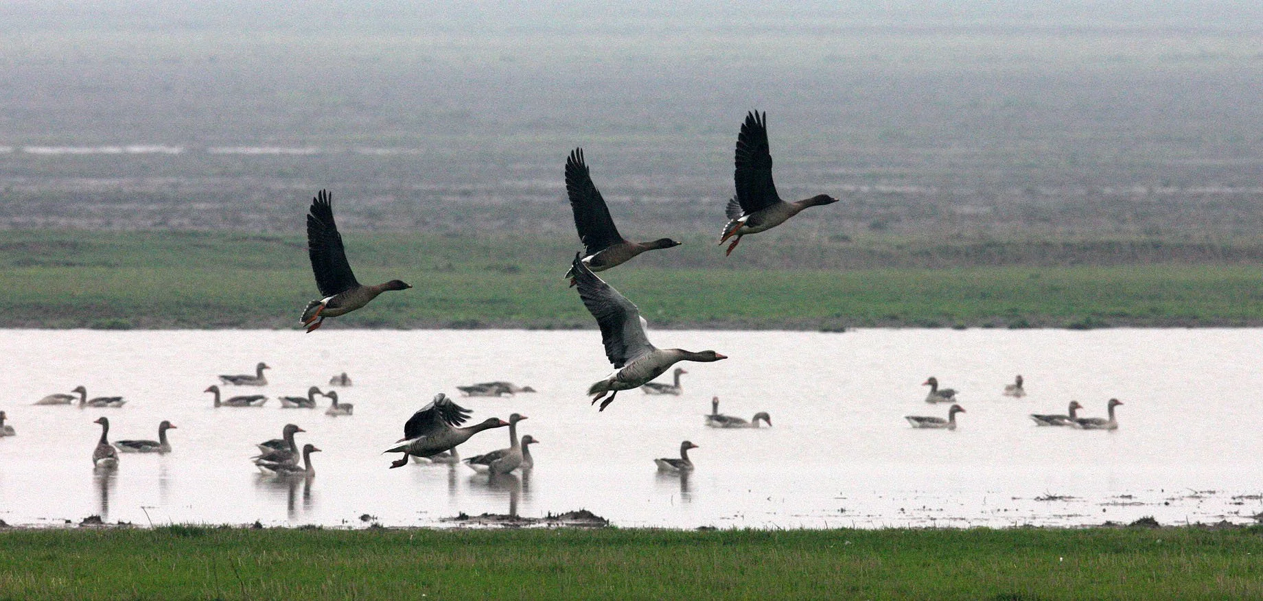 BIRD - GOOSE - BEAN GOOSE - ANSER FABALIS WITH GREYLAG GOOSE - ANSER ANSER - NANJI HILL RESERVE POYANG LAKE, JIANGXI PROVINCE, CHINA (15).JPG