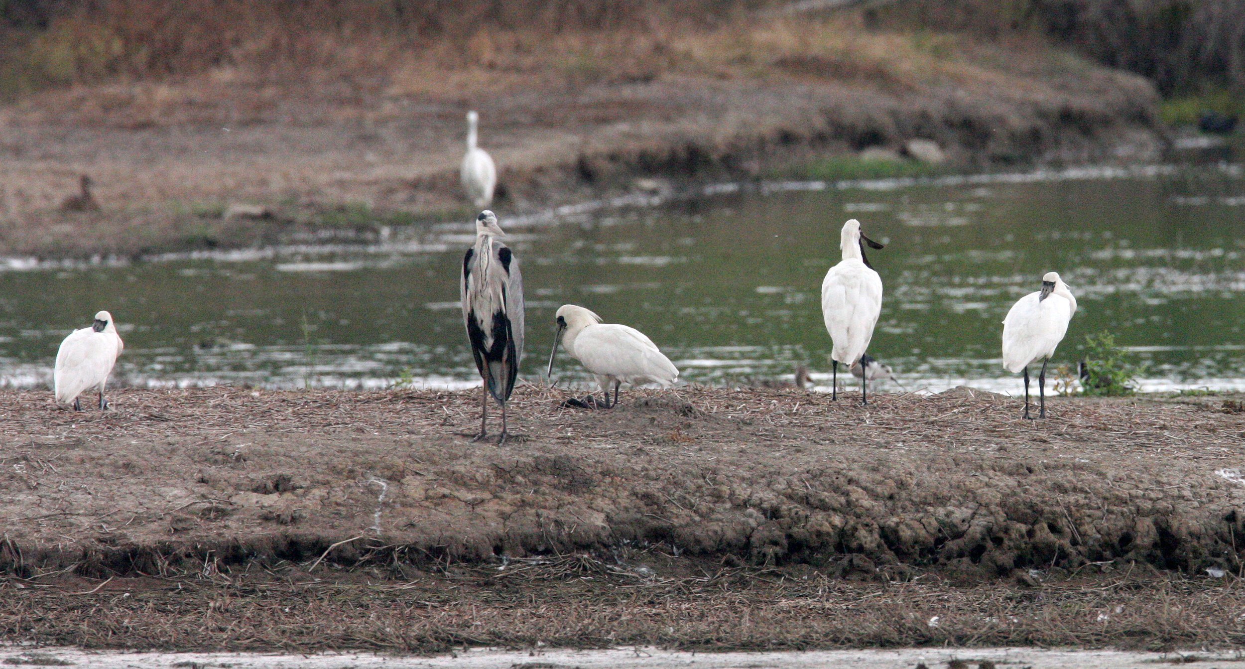 SPOONBILL - BLACK-FACED SPOONBILL - Platalea minor - MAI PO WETLANDS HONG KONG (137).JPG