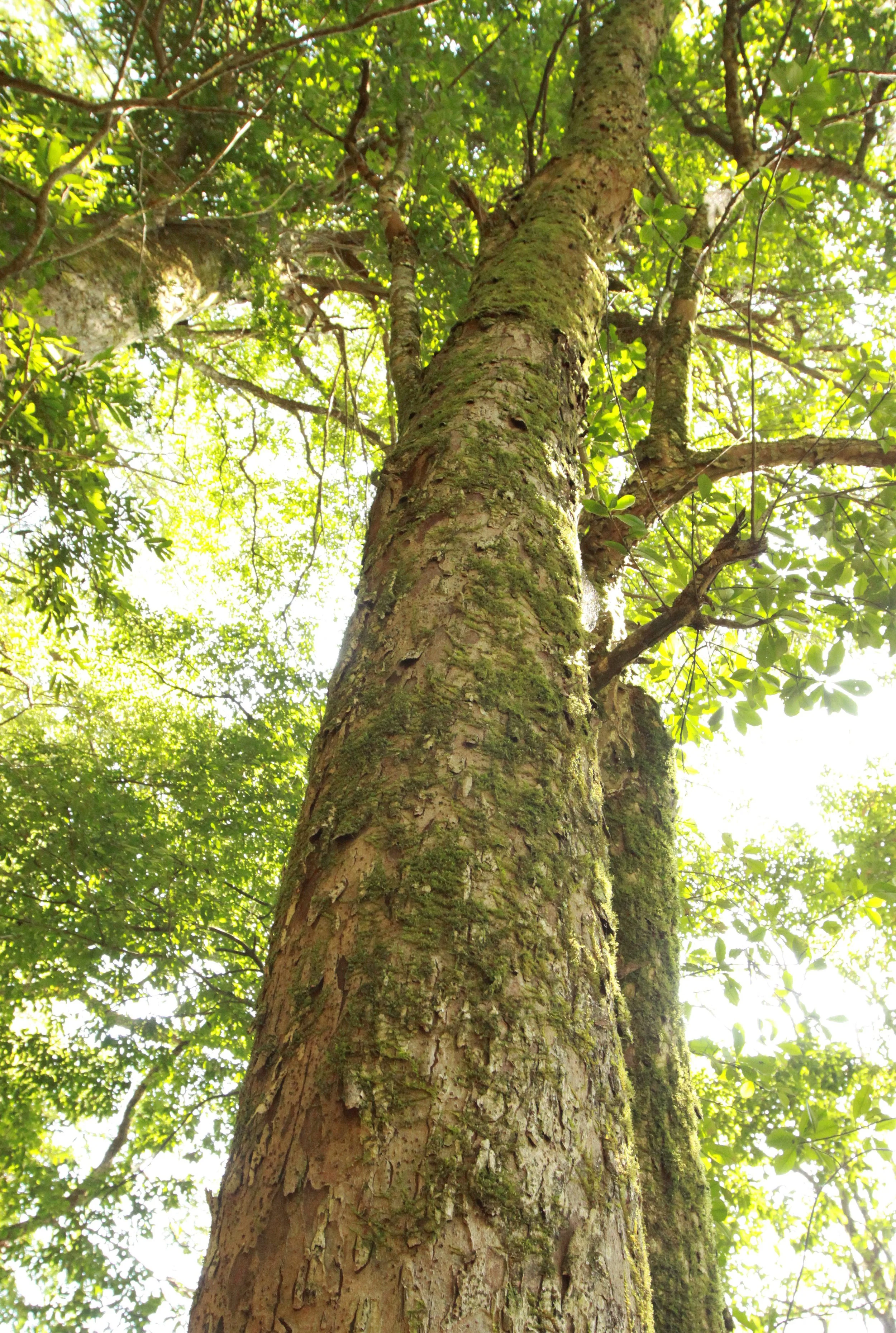 CHINESE YEW RESERVE - FUJIAN CHINA (29).JPG