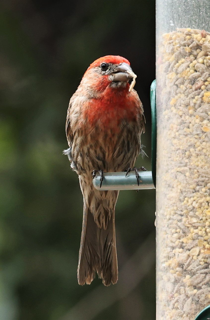 House Finch (Haemorhous mexicanus) Ash Canyon Arizona (6).jpg