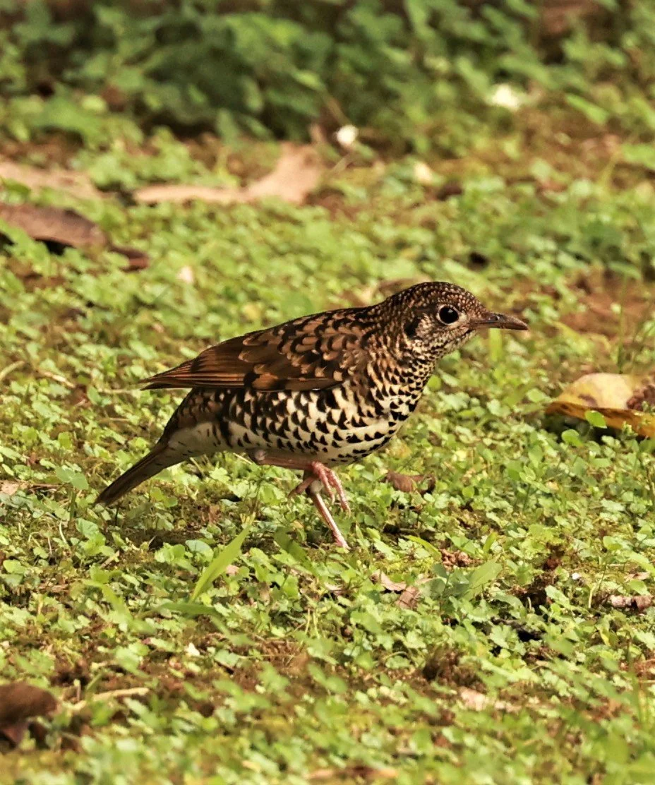 Scaly Thrush (Zoothera dauma) Doi Ang Kang Chiang Mai (35).jpg