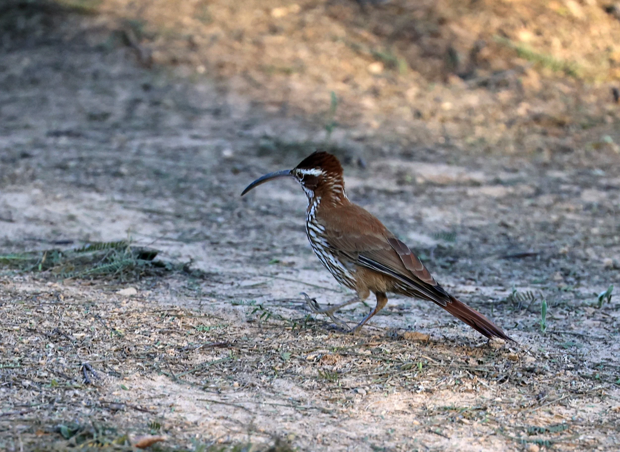 Scimitar-billed Woodcreeper (Drymornis bridgesii) Hotel Iparoma Campestre Paraguay (19).jpg