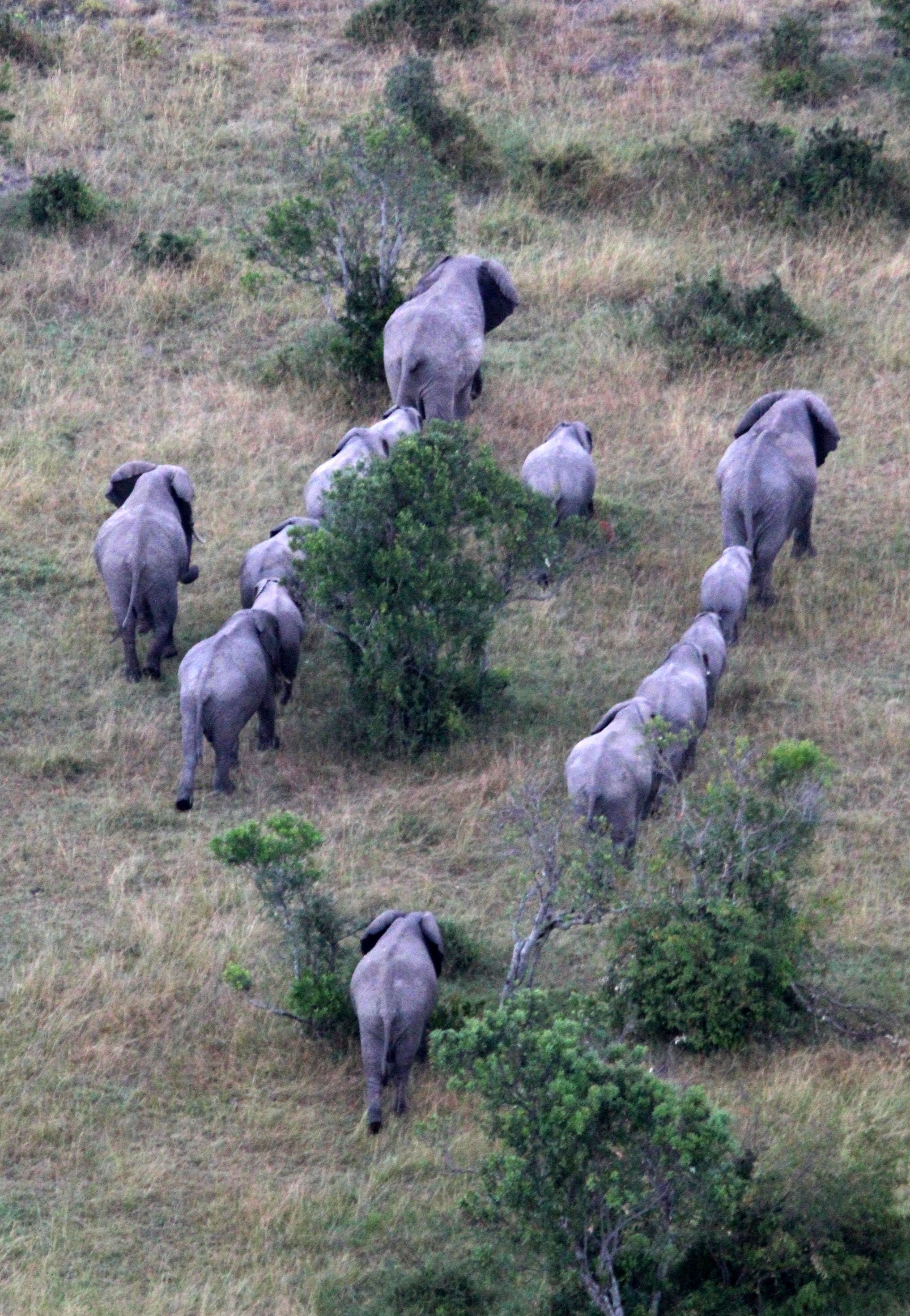 ELEPHANT - MASAI MARA NATIONAL PARK KENYA (35).JPG