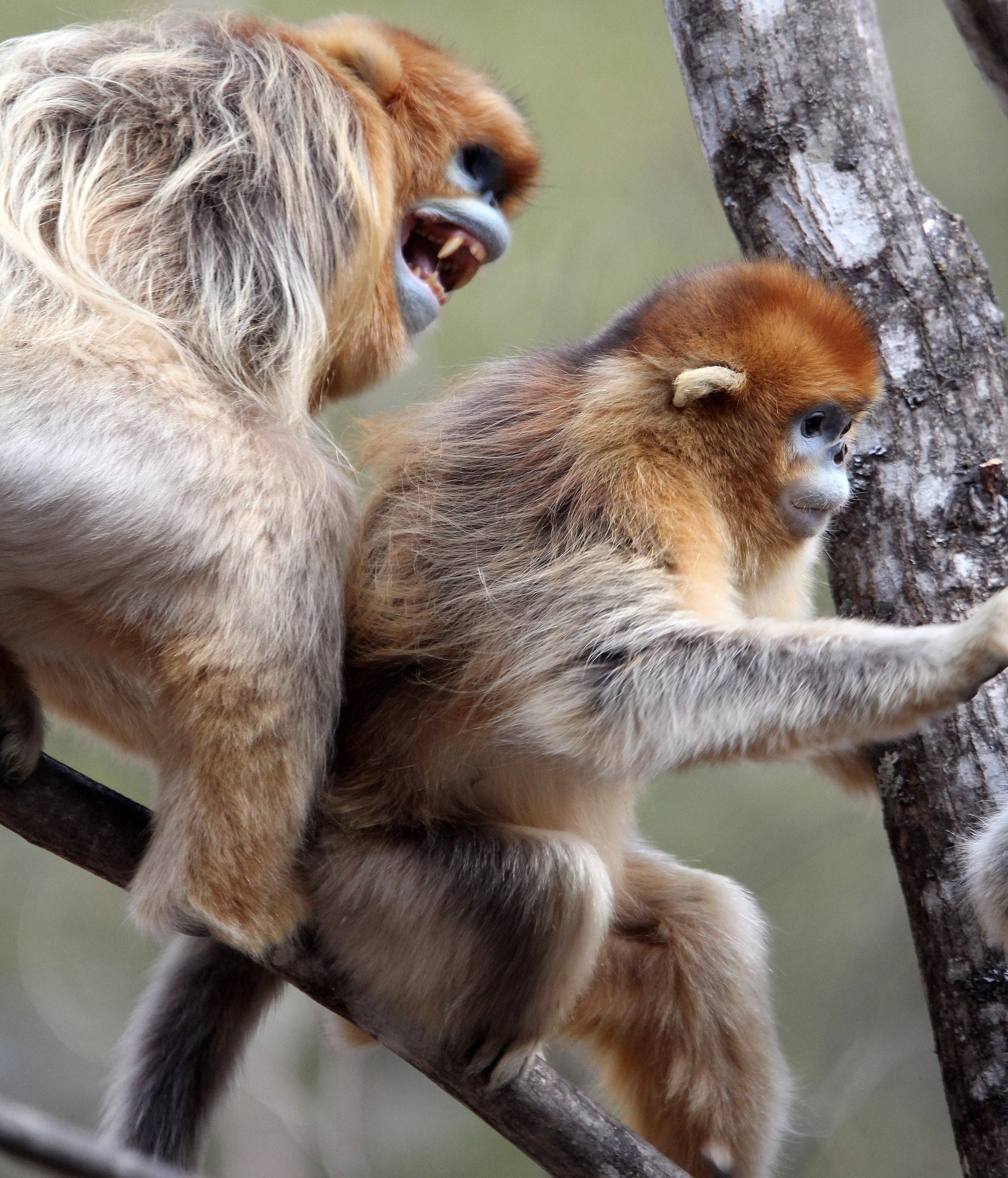 CERCOPITHECIDAE - Rhinopithecus roxellana qinlingensis - QINLING GOLDEN SNUB-NOSED MONKEY - FOPING NATURE RESERVE, SHAANXI CHINA (204).JPG