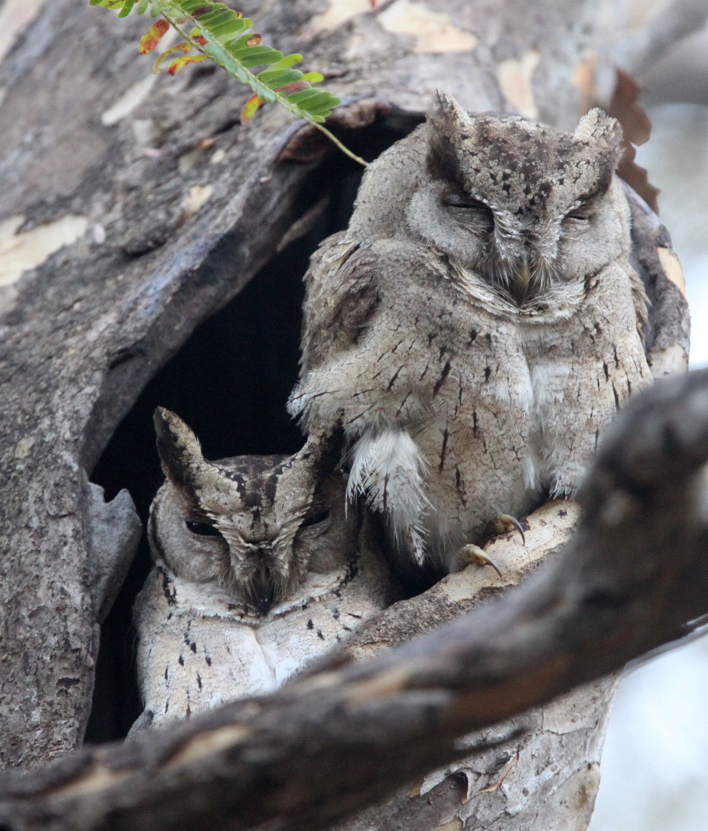 Otus lettia - COLLARED SCOPS OWL - GIR FOREST GUJARAT INDIA (16).JPG