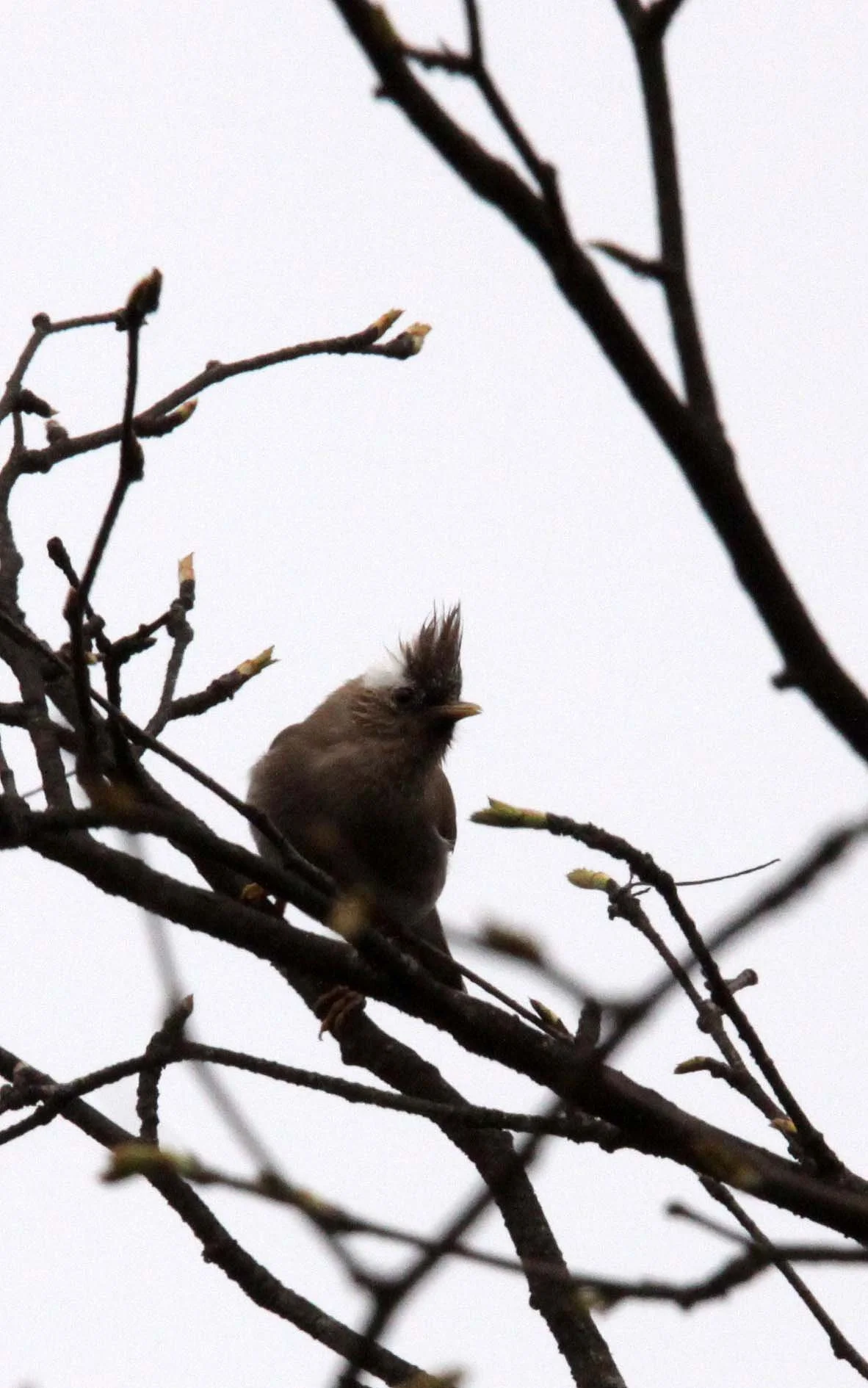 White-collared Yuhina (Parayuhina diademata) Wawu Shan Geopark, Shichuan China (2).JPG