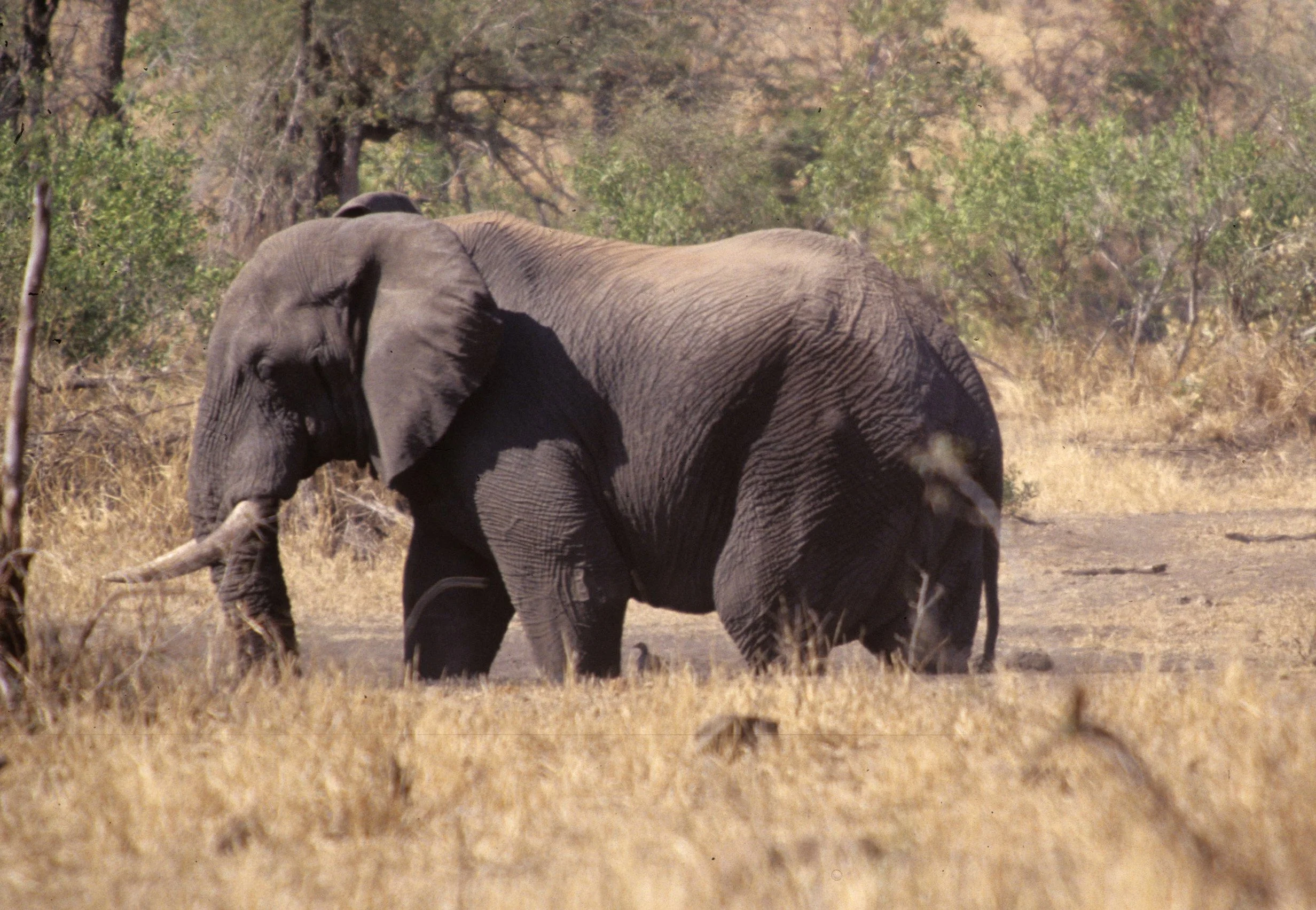 ELEPHANT - KRUGER A.jpg
