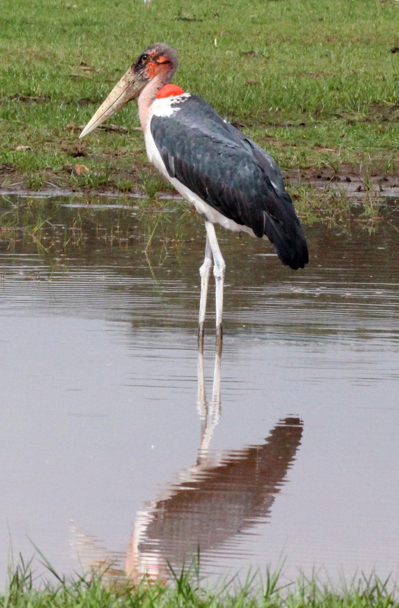 STORK - MARABOU STORK - Leptoptilos crumenifer - LANGANO LAKE ETHIOPIA (14).JPG