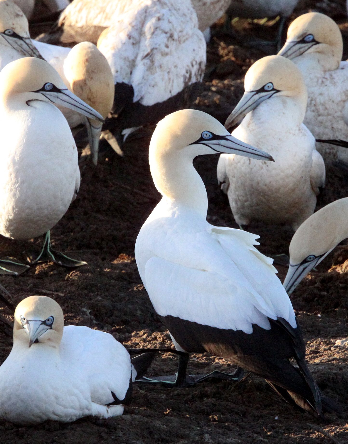 Cape gannet (Morus capensis) Lambert's Bay South Africa (48).JPG