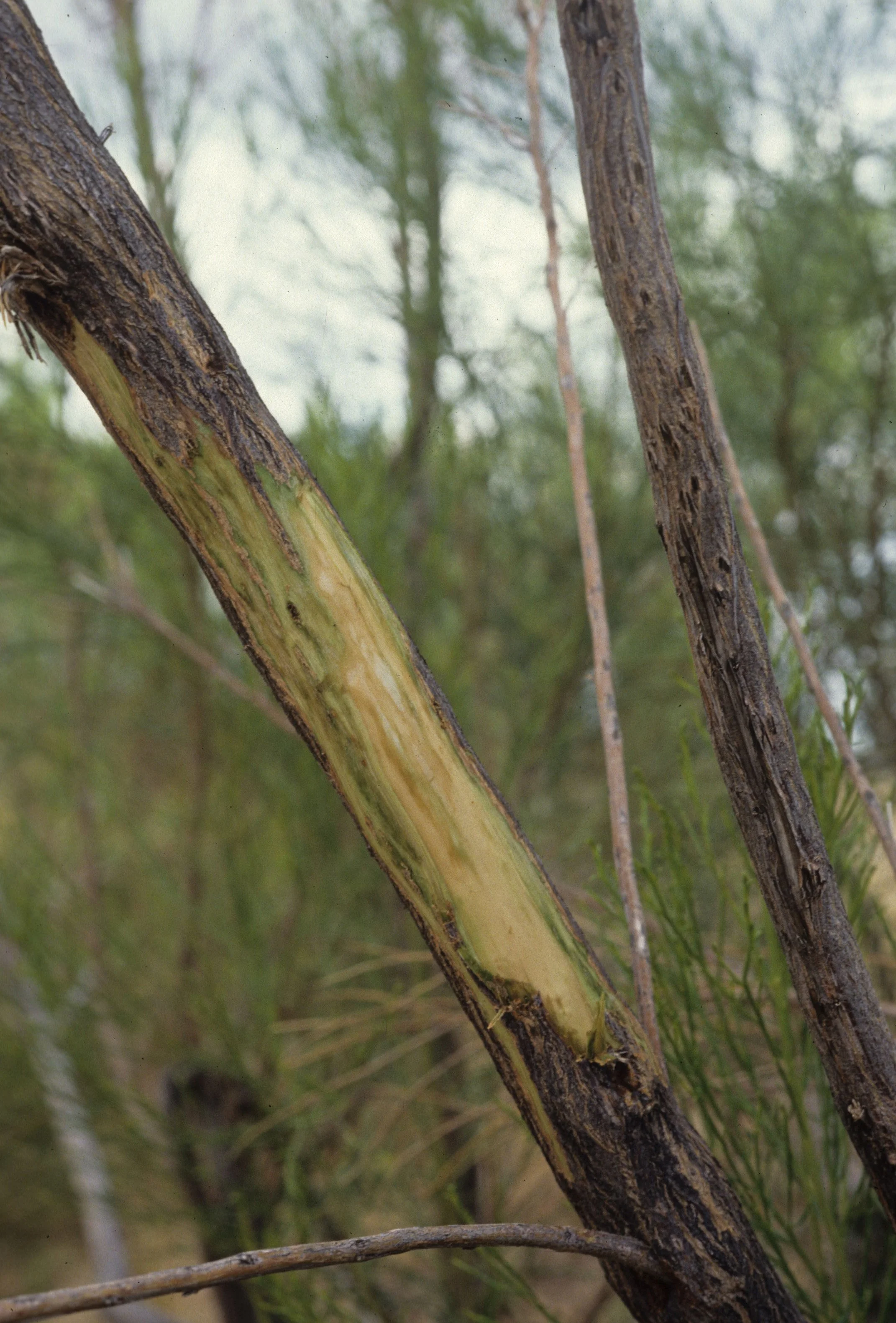 ARIZONA - MADERA CANYON - RESEARCH AAB.jpg