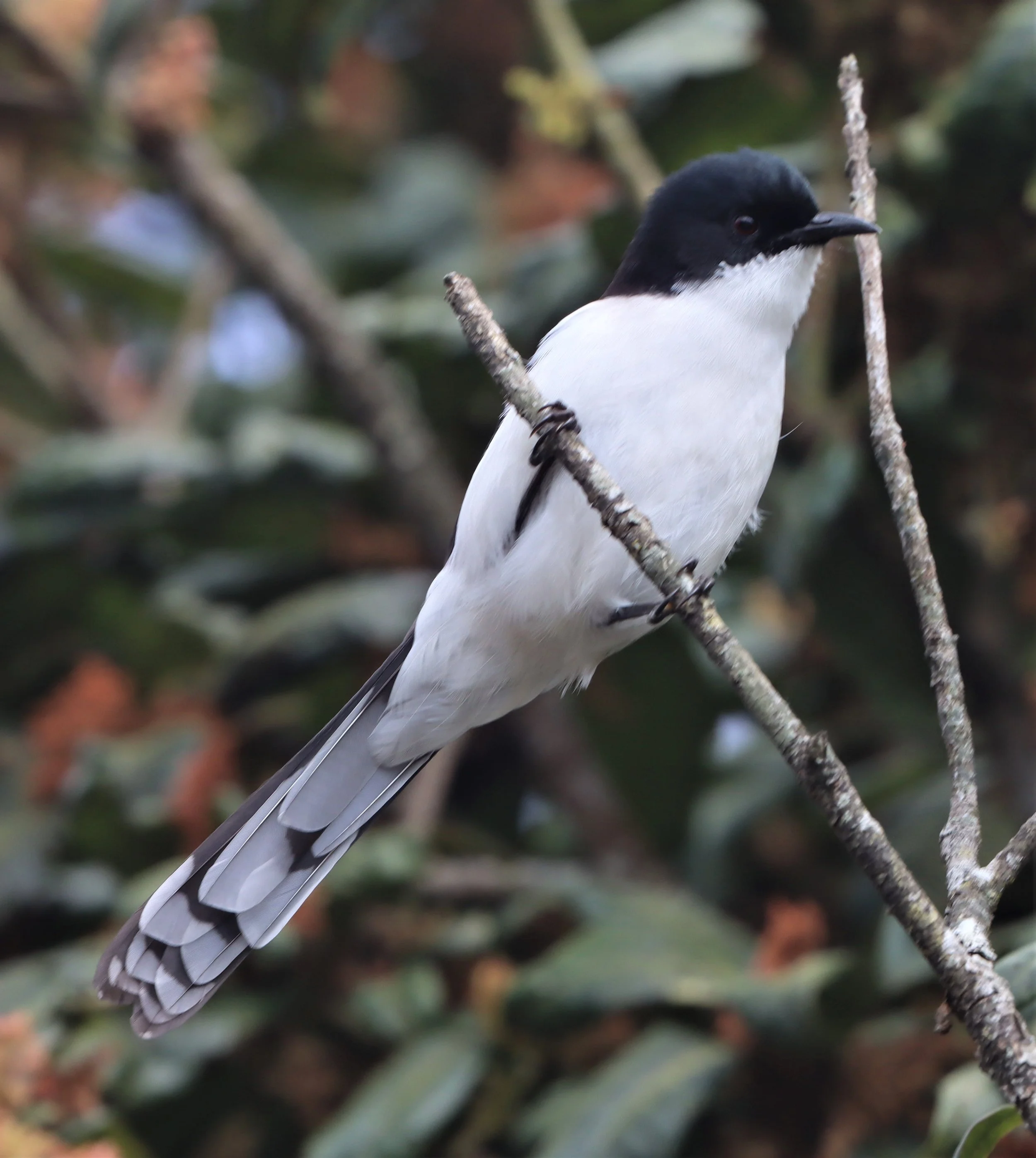 SIBIA - DARK-BACKED SIBIA - Heterophasia melanoleuca - DOI INTHANON CHEDI AND SUMMIT  (10).jpg