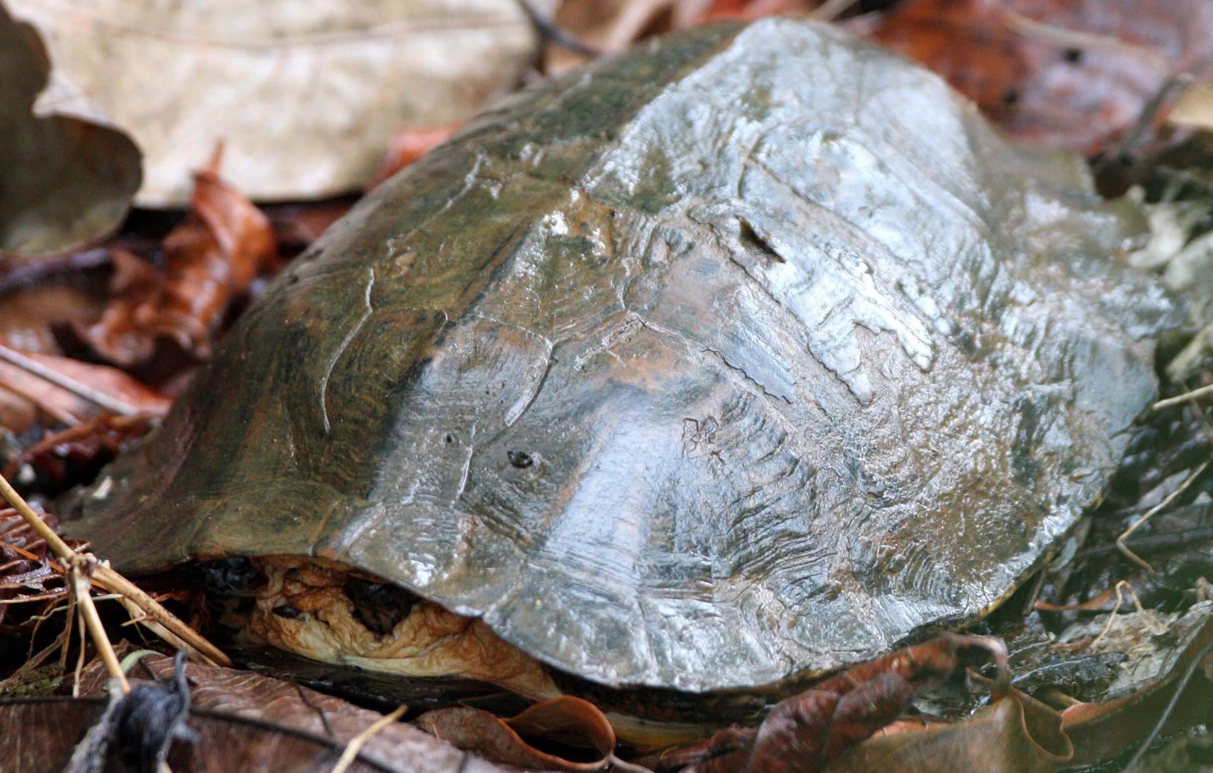 Cyclemys oldhamii - OLDHAM'S LEAF TURTLE - KHAO YAI THAILAND (2).JPG
