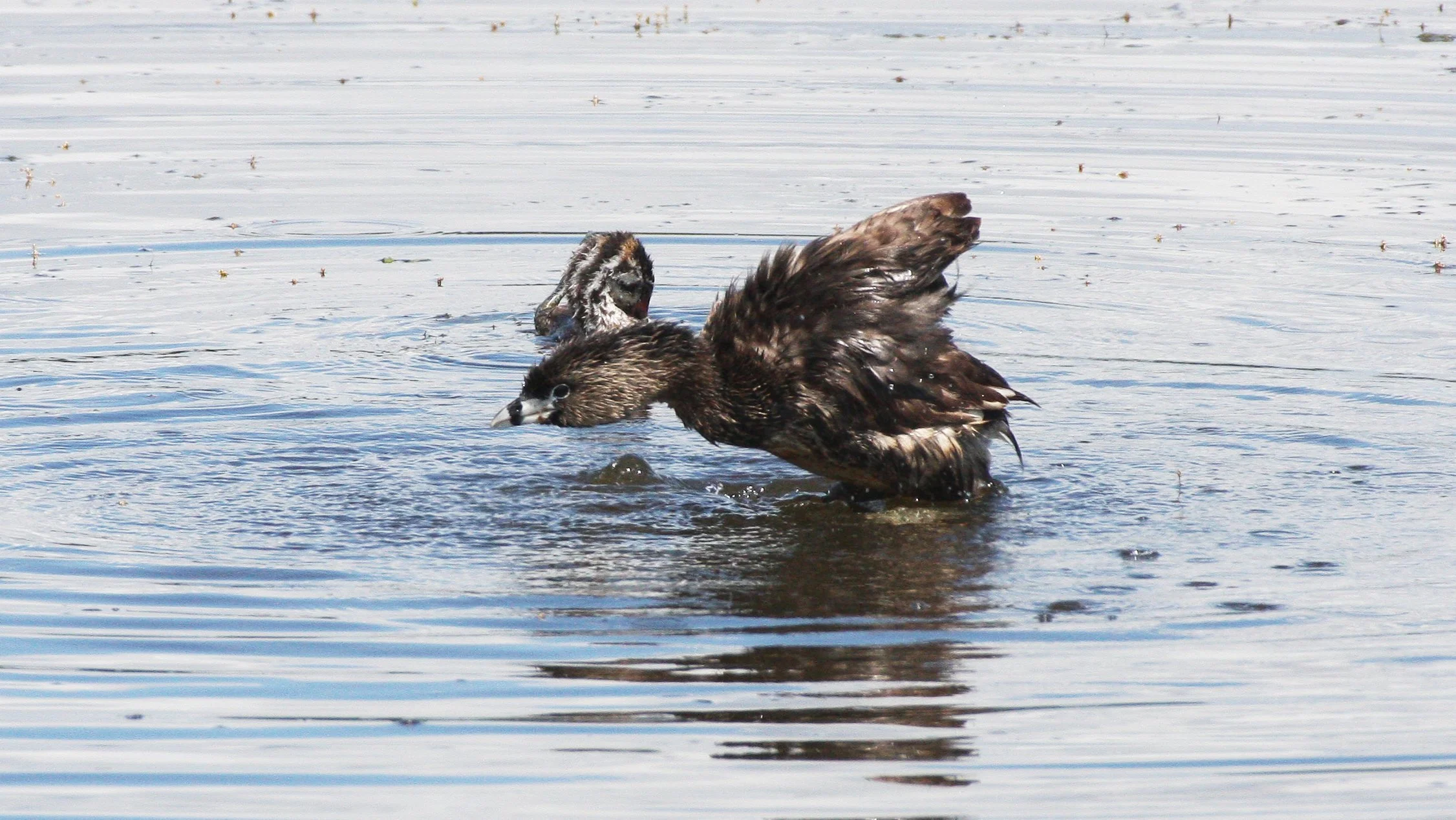 Pied-billed Grebe (Podilymbus podiceps) Ridgefield NWR Washington (65).JPG