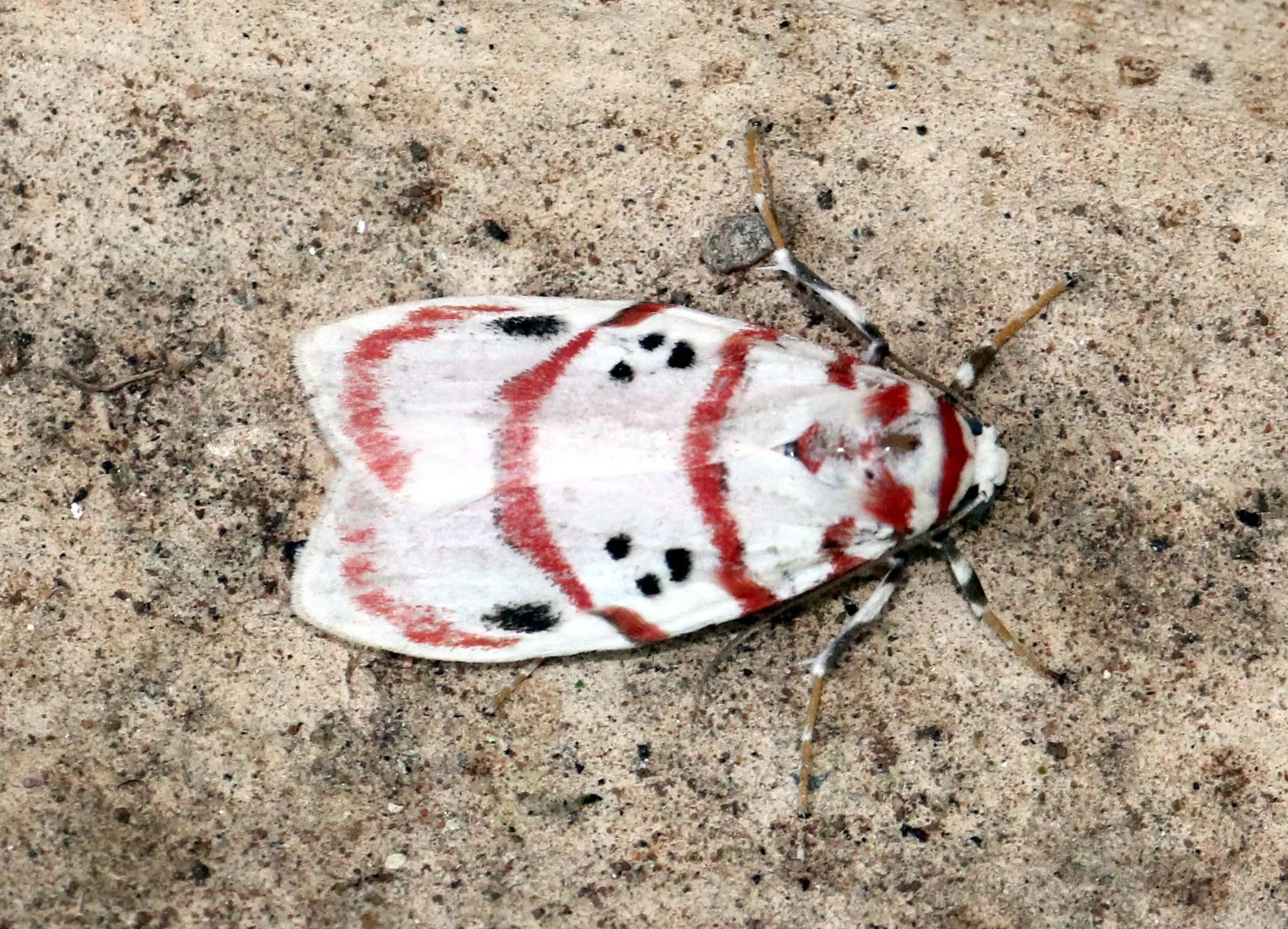 Arctiidae - Cyana bellissima - Valparai Tamil Nadu, India 