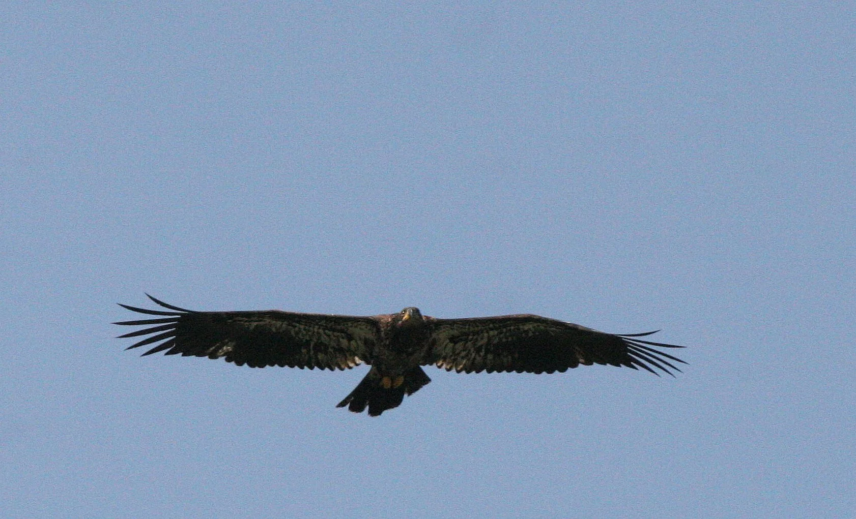 BIRD - EAGLE - BALD EAGLE - ELWHA RIVER MOUTH WA (5).JPG