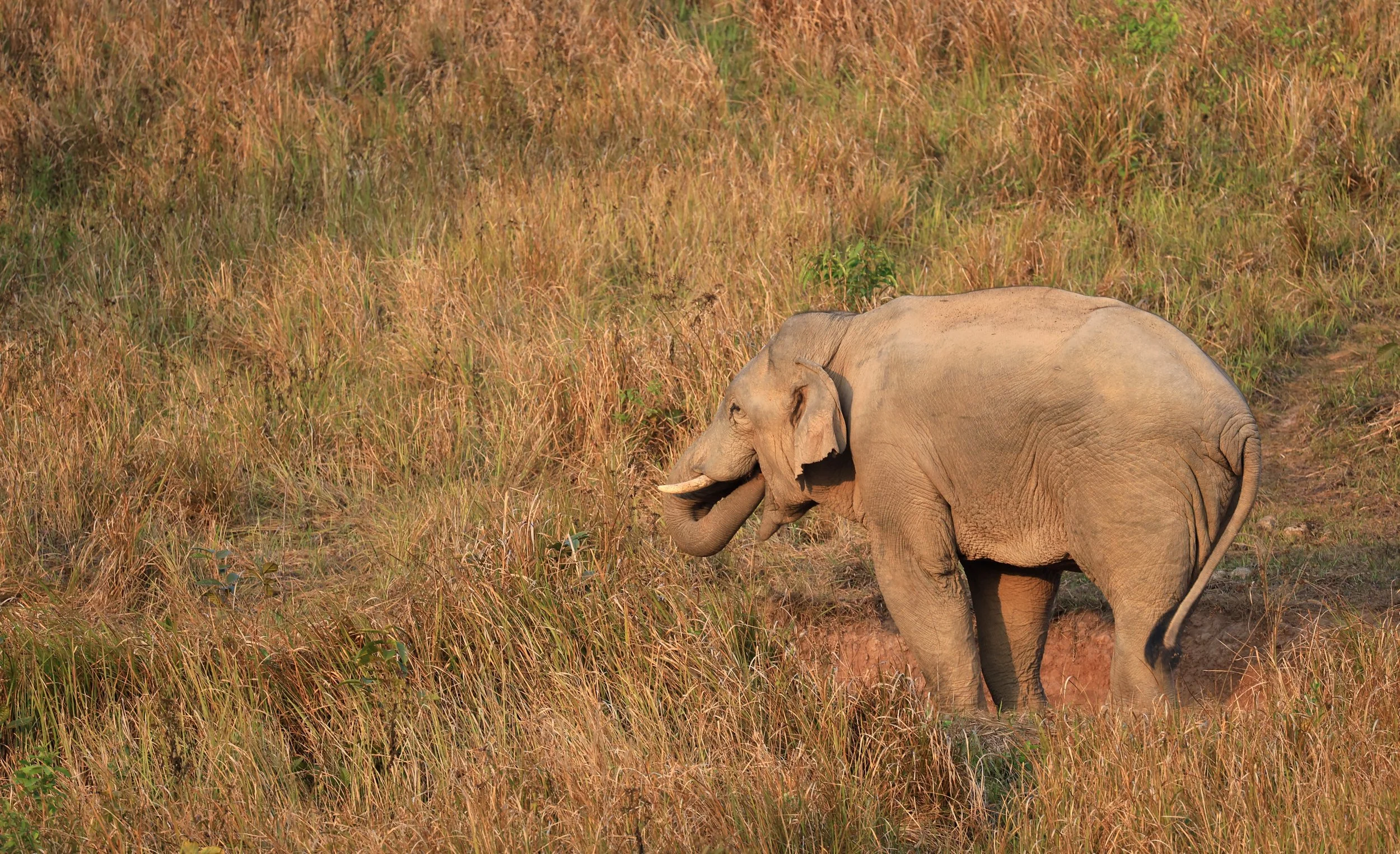 Asian Elephant (Elephas maximus) Khao Yai National Park, Thailand (2).jpg