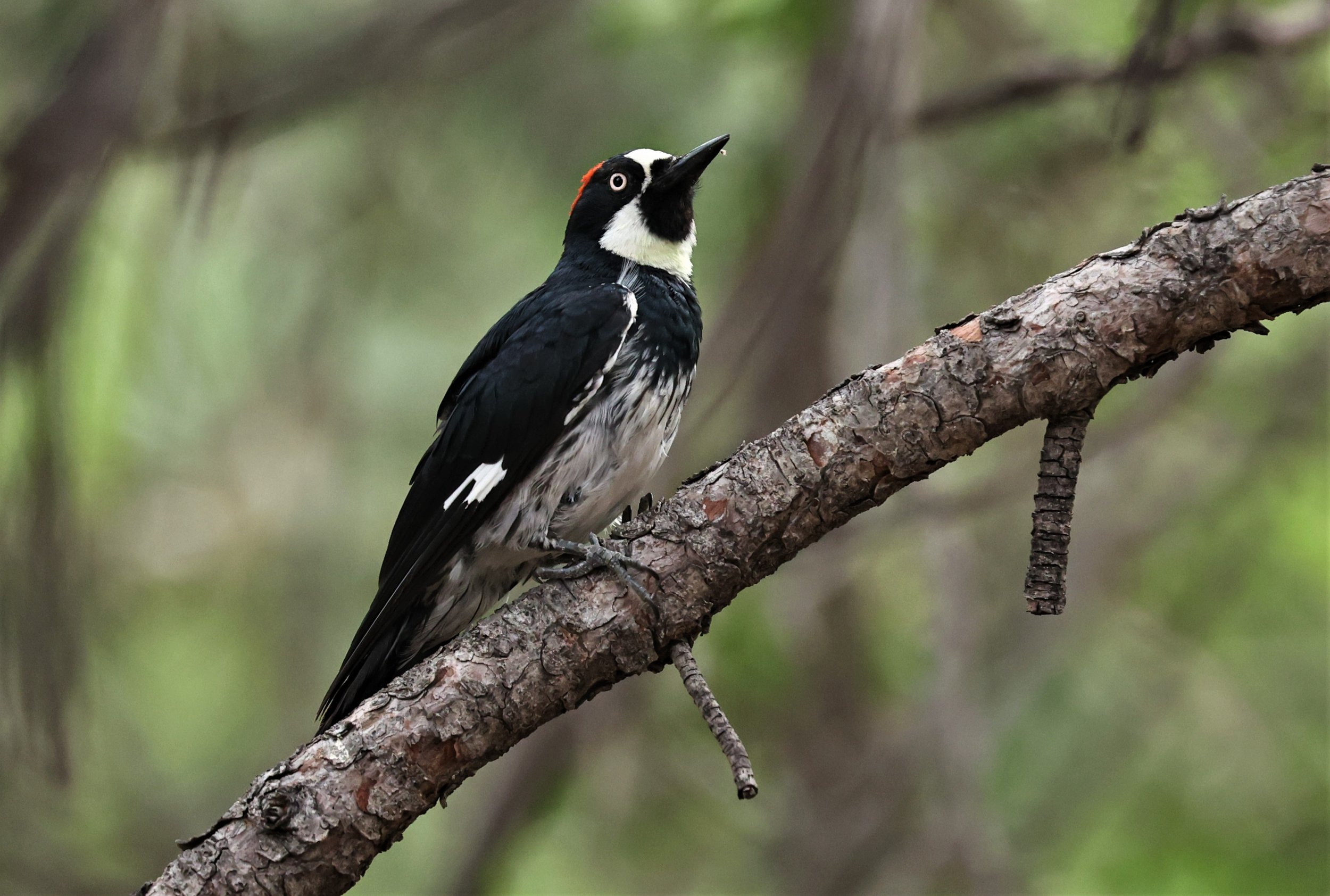 Melanerpes formicivorus - ACORN WOODPECKER - CAVE CREEK ARIZONA AUGUST 2022 (3).jpg