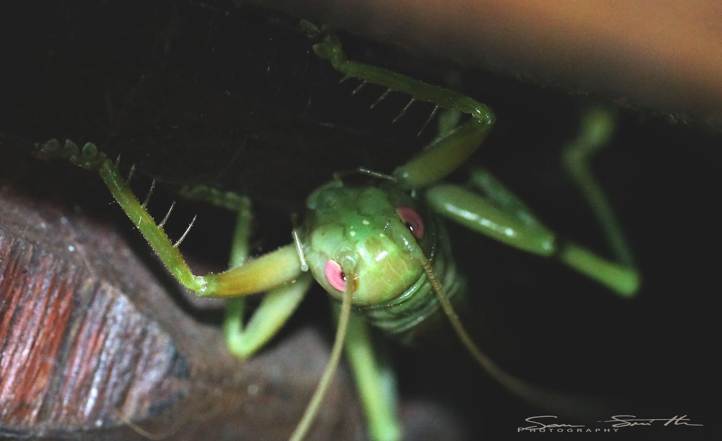Gryllidae - Species 1 - Koh Lanta, Thailand (37).JPG
