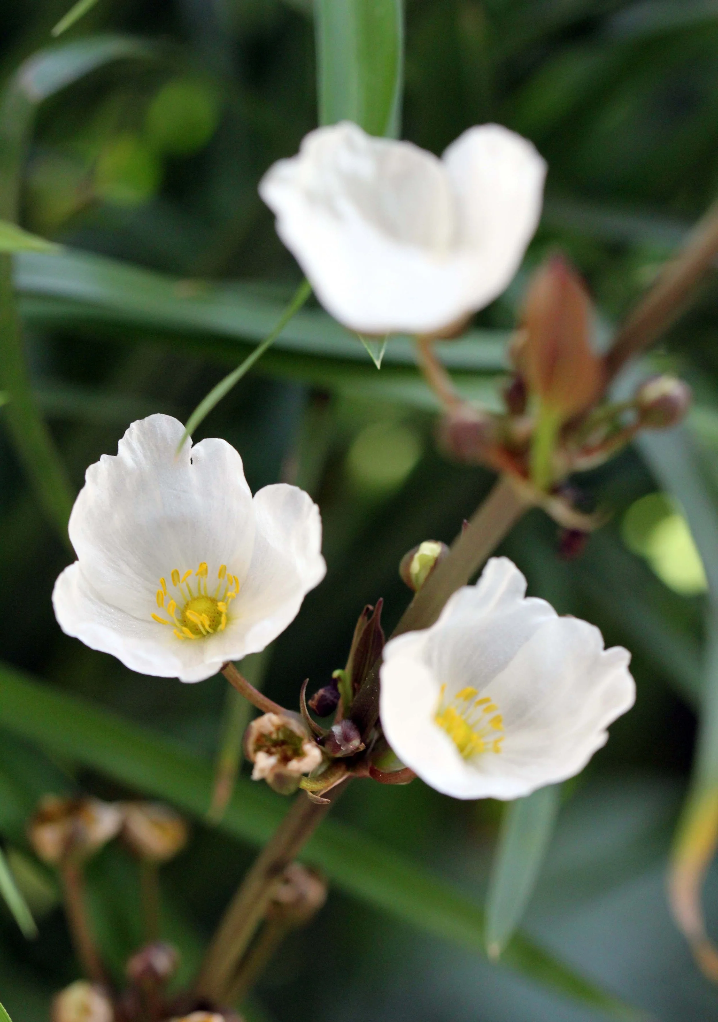 2013 Nonthaburi Setthasiri House and Nonthaburi Neighborhood (216).JPG
