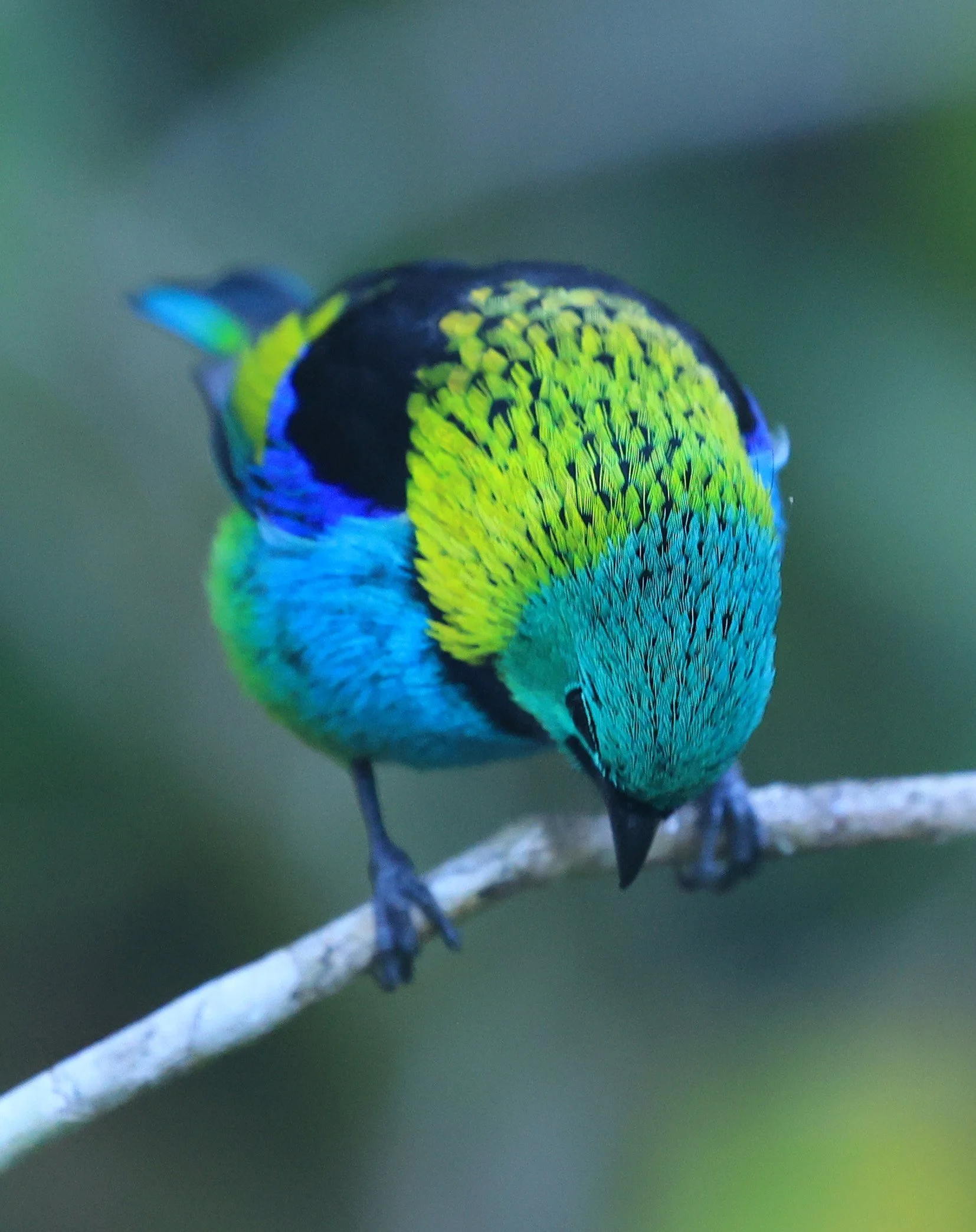 Green-headed Tanager (Tangara seledon)  Superagui National Park, Brazil (195).jpg