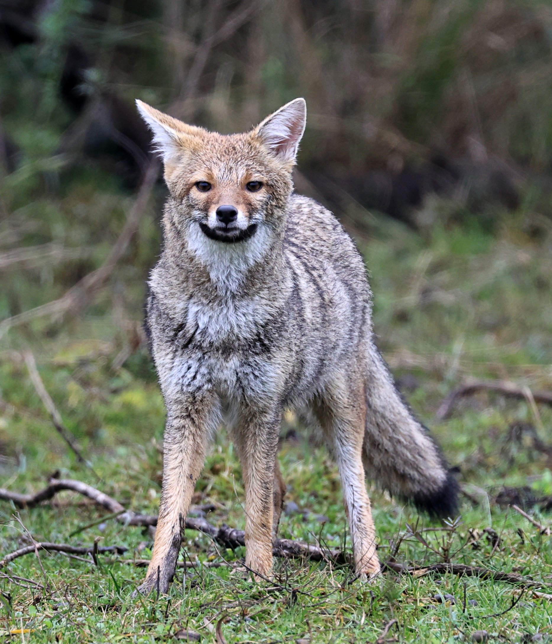 Pampas Fox (Lycalopex gymnocercus) El Palmar National Park, Entre Rios, Argentina day 2 (23).jpg
