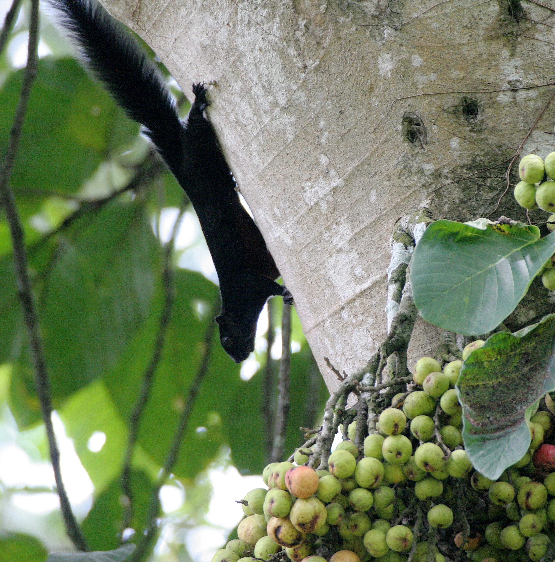 Callosciurus prevostii - PREVOST'S SQUIRREL - KINABATANGAN RIVER BORNEO  (22).JPG