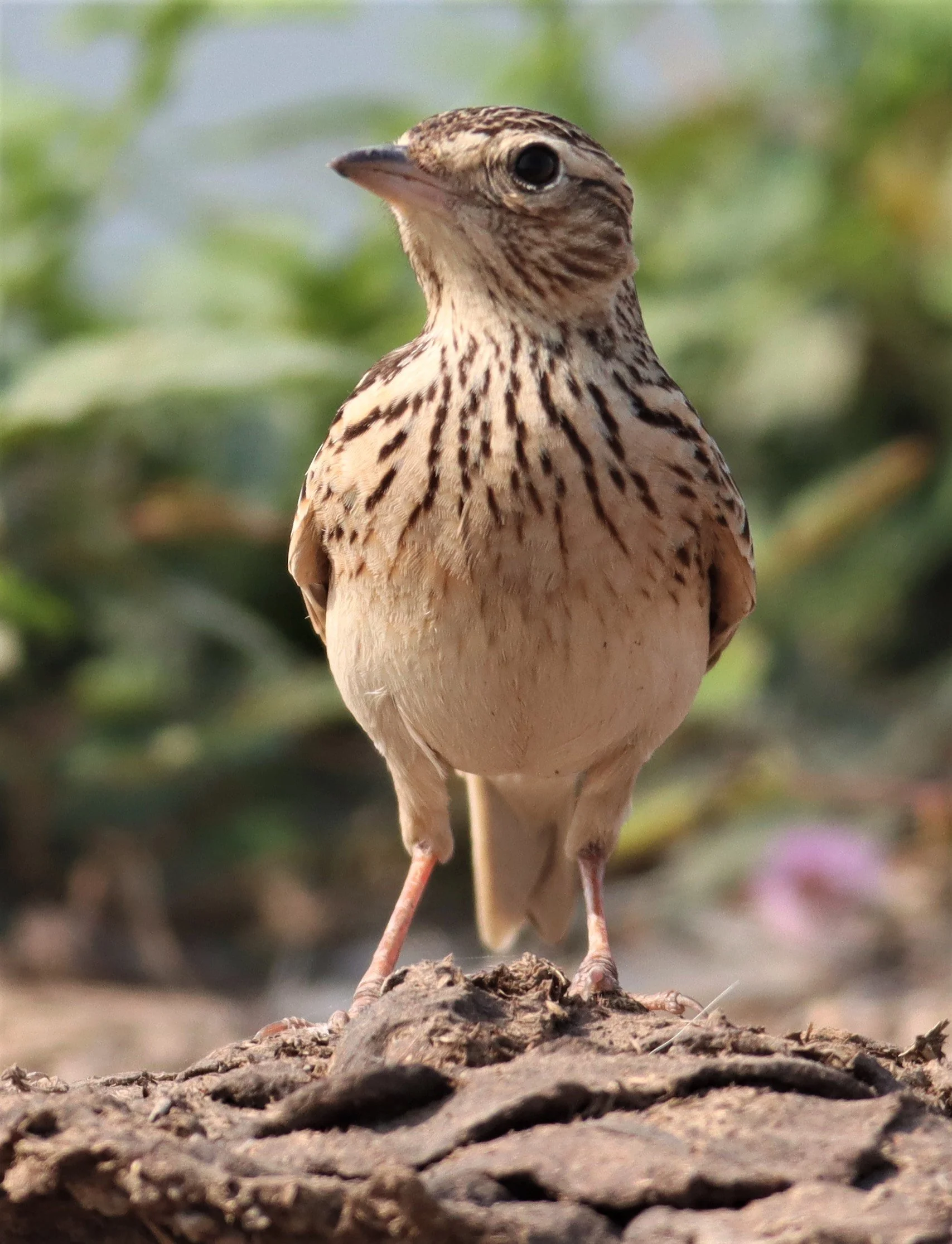 Oriental Skylark (Alauda gulgula) Bang Khaem Wetlands Nakhon Pathom (12).jpg
