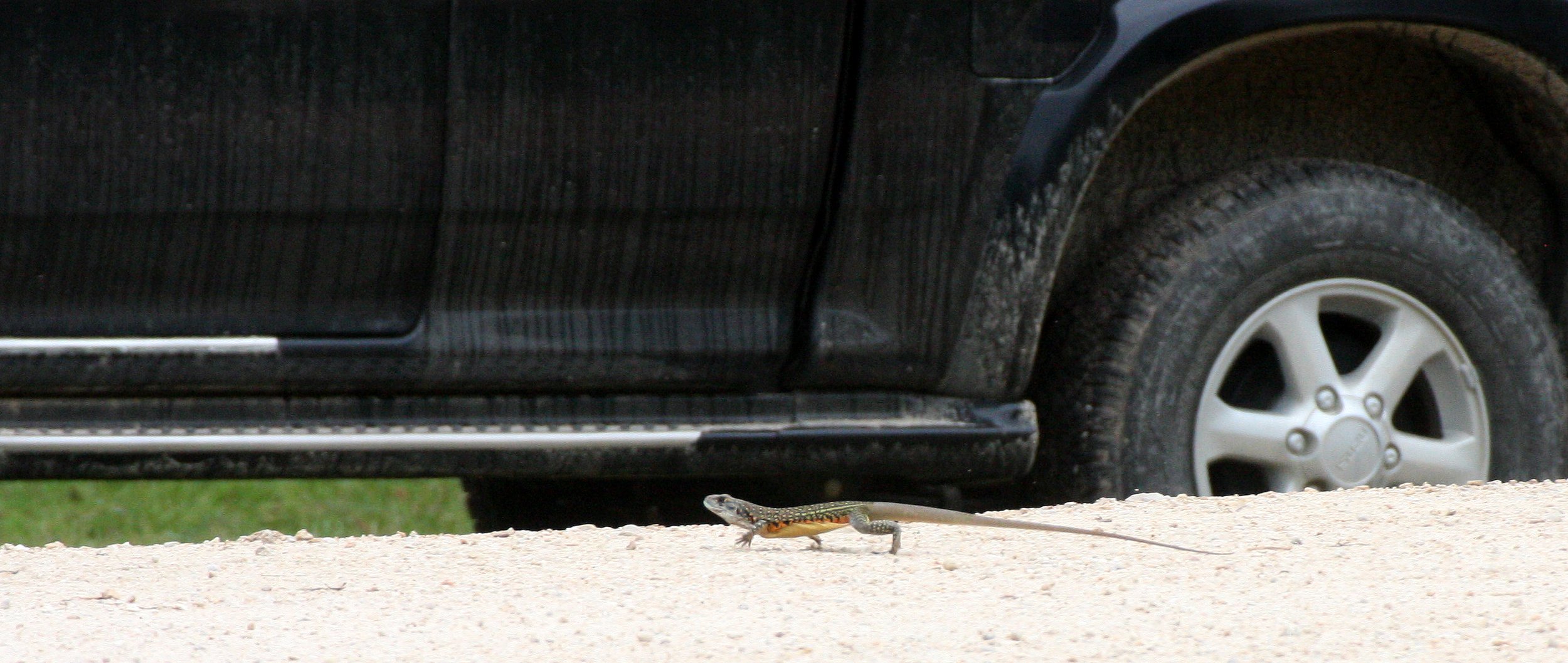 Subfamily Leiolepidinae - Butterfly Lizards — Coke Smith Wildlife