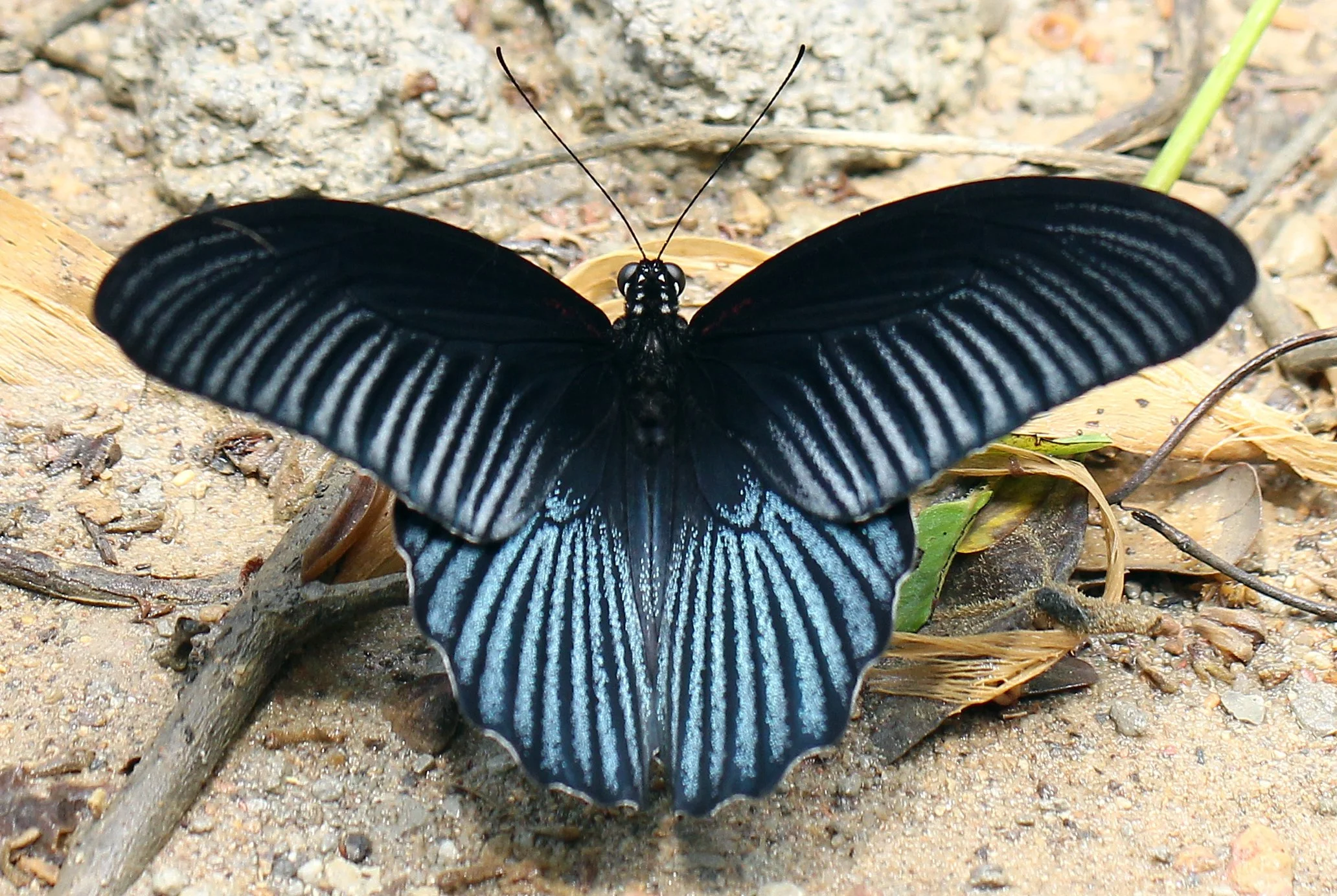 Papilionidae - Papilio memnon - Kaeng Krachan