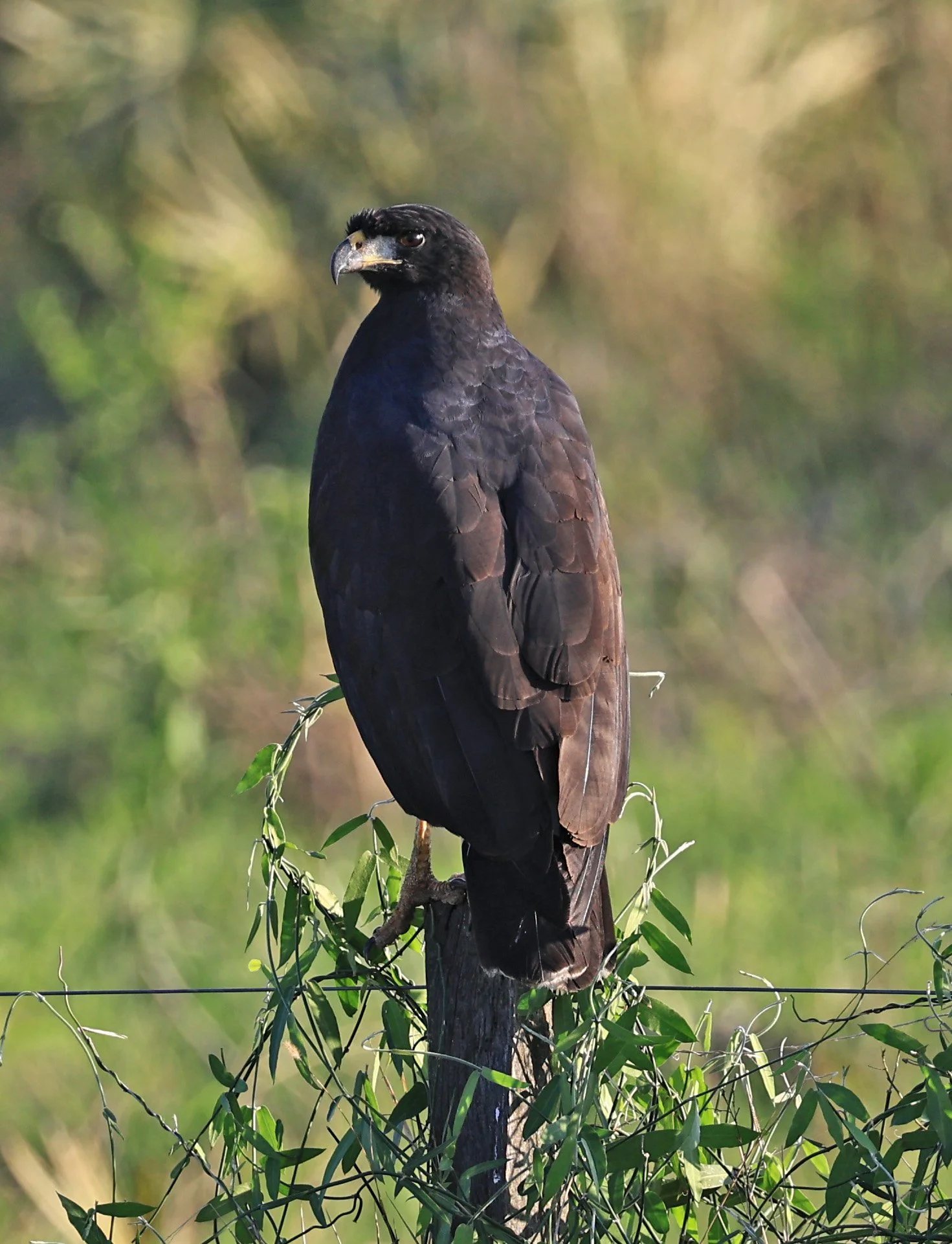 Great Black Hawk (Buteogallus urubitinga) Wetlands along Road between Pozo Colorado & Asuncion (1).jpg