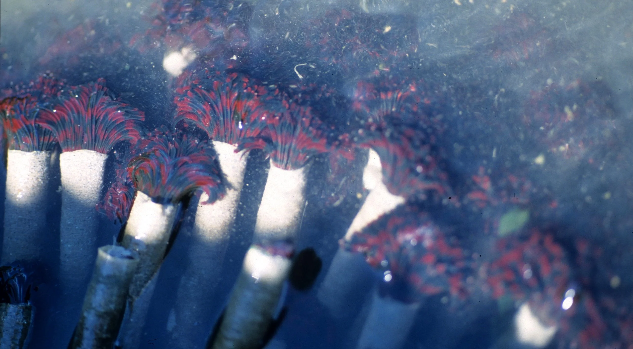 INVERTS - INTERTIDAL - ANNELIDA - FEATHER DUSTER WORMS (8).jpg
