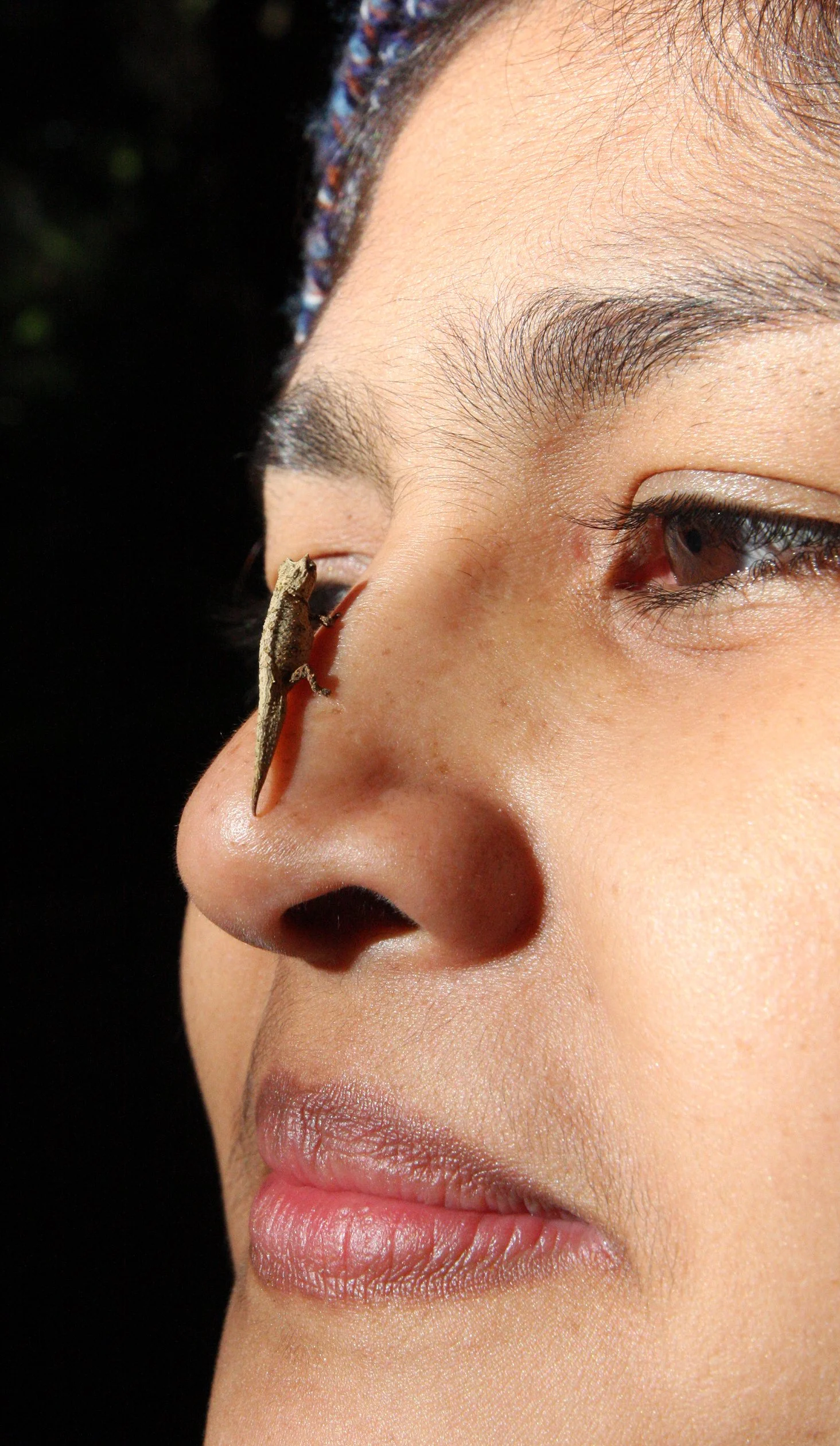 Brookesia tuberculata - MONTAGNE D'AMBRE LEAF CHAMELEON - MONTAGNE D'AMBRE NATIONAL PARK  - WORLD'S SMALLEST SPECIES (14).JPG